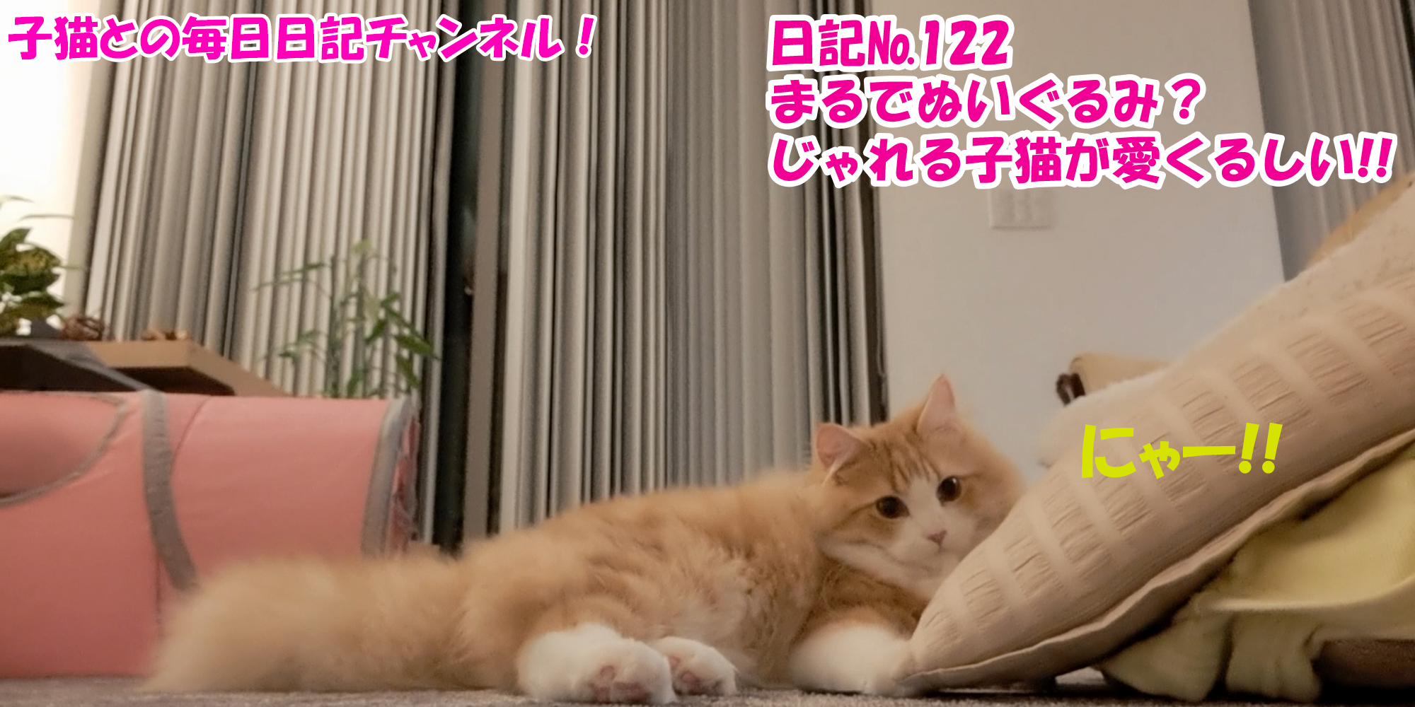 【ネコ】子猫との毎日日記チャンネル！～マロンくん～こねこ日記№122まるでぬいぐるみ？じゃれる子猫が愛くるしい！！