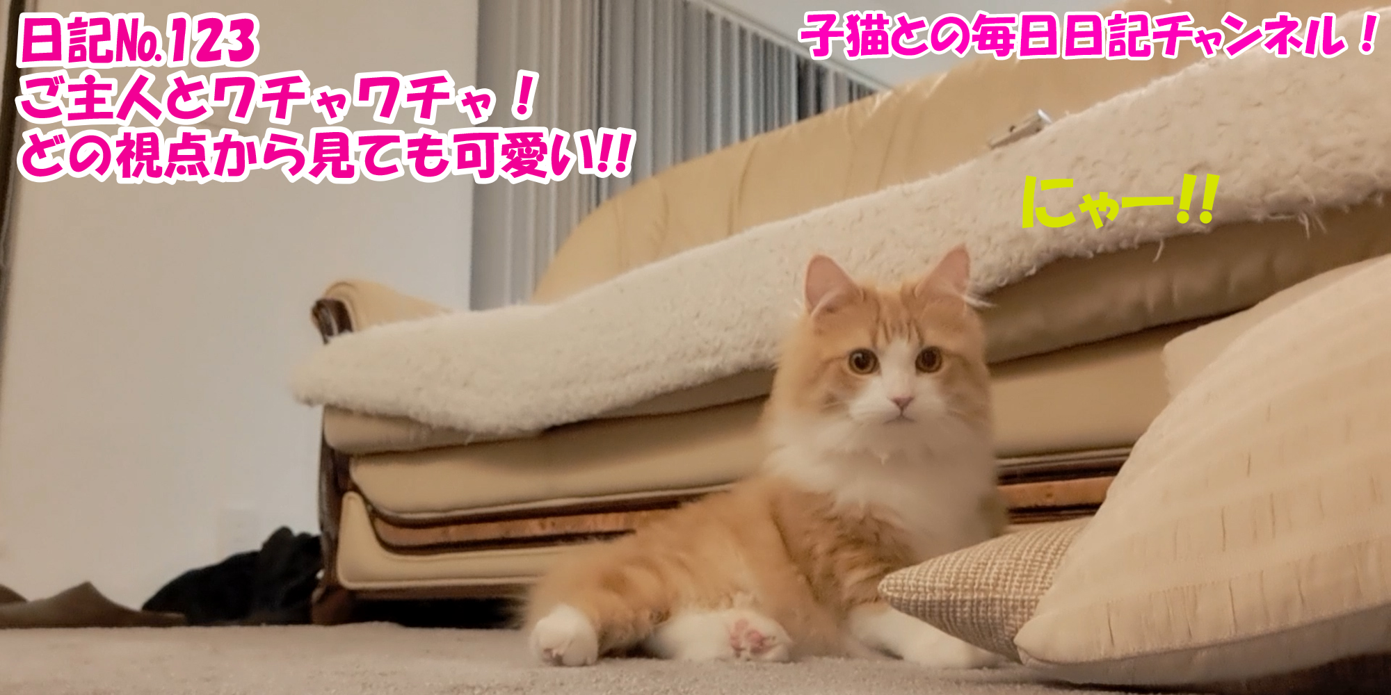 【ネコ】子猫との毎日日記チャンネル！～マロンくん～こねこ日記№123ご主人とワチャワチャ！どの視点から見ても可愛い！！