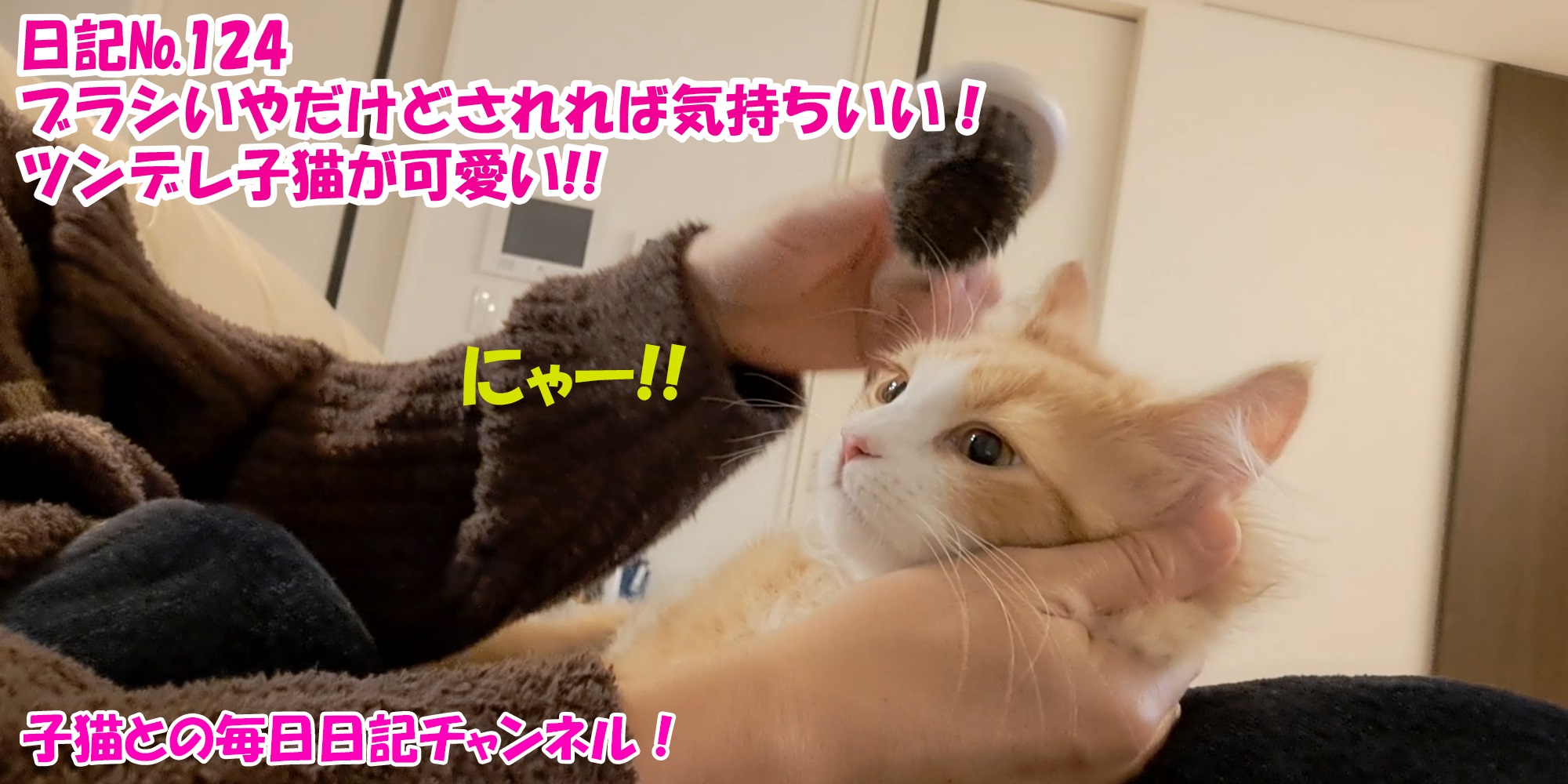 【ネコ】子猫との毎日日記チャンネル！～マロンくん～こねこ日記№124ブラシいやだけどされれば気持ちいい！ツンデレ子猫が可愛い！！