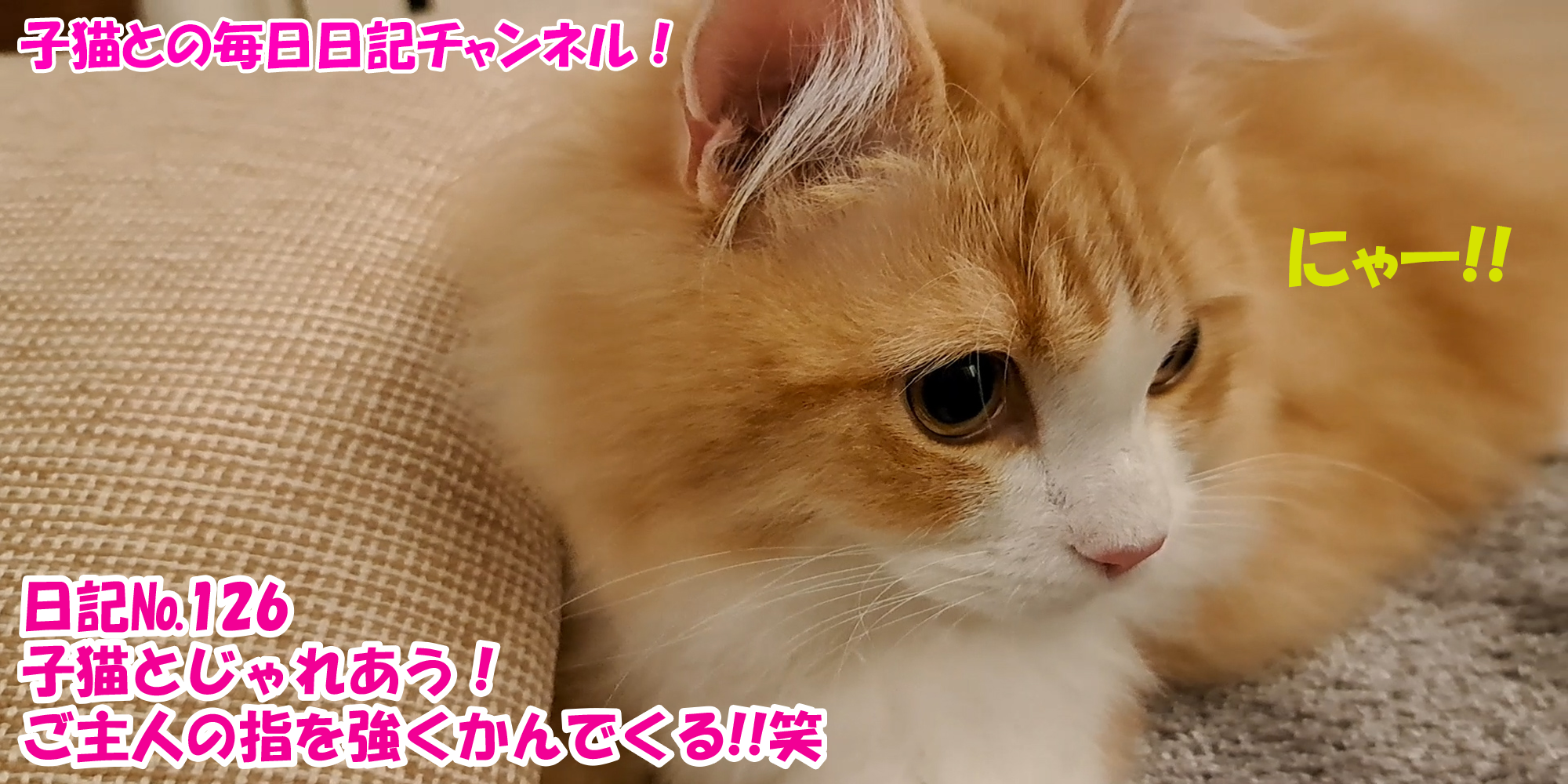 【ネコ】子猫との毎日日記チャンネル！～マロンくん～こねこ日記№126子猫とじゃれあう！ご主人の指を強くかんでくる！！笑