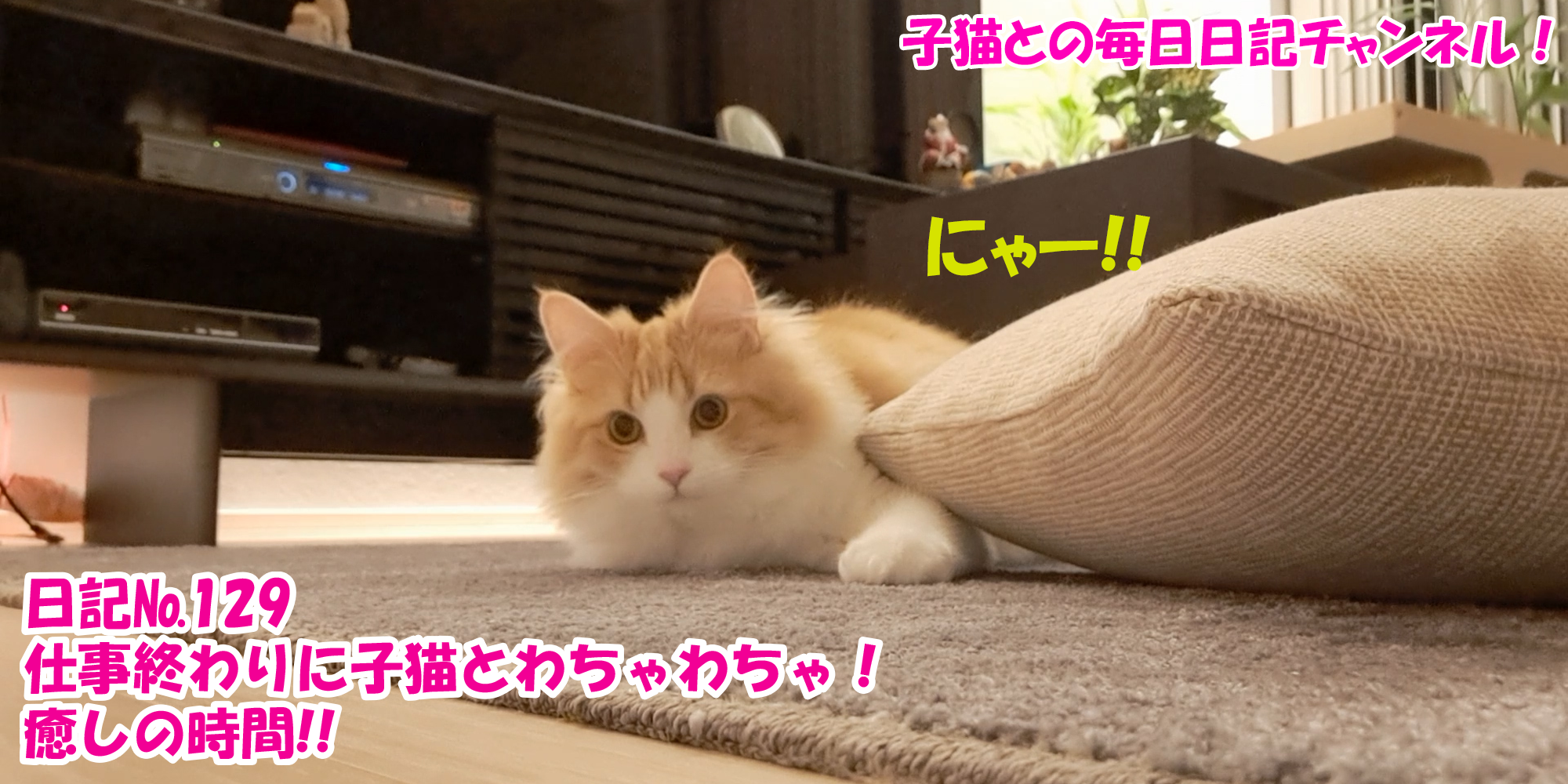 【ネコ】子猫との毎日日記チャンネル！～マロンくん～こねこ日記№129仕事終わりに子猫とわちゃわちゃ！癒しの時間！！