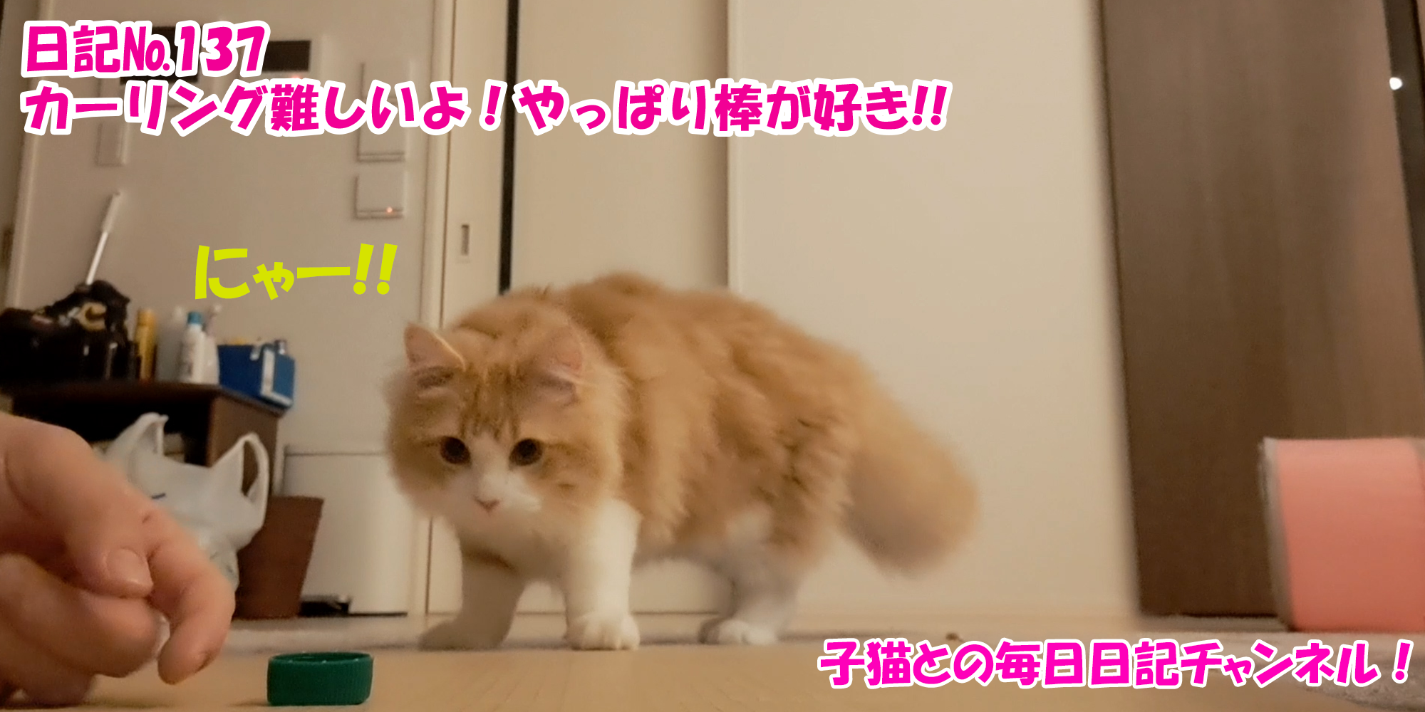 【ネコ】子猫との毎日日記チャンネル！～マロンくん～こねこ日記№137カーリング難しいよ！やっぱり棒が好き！！