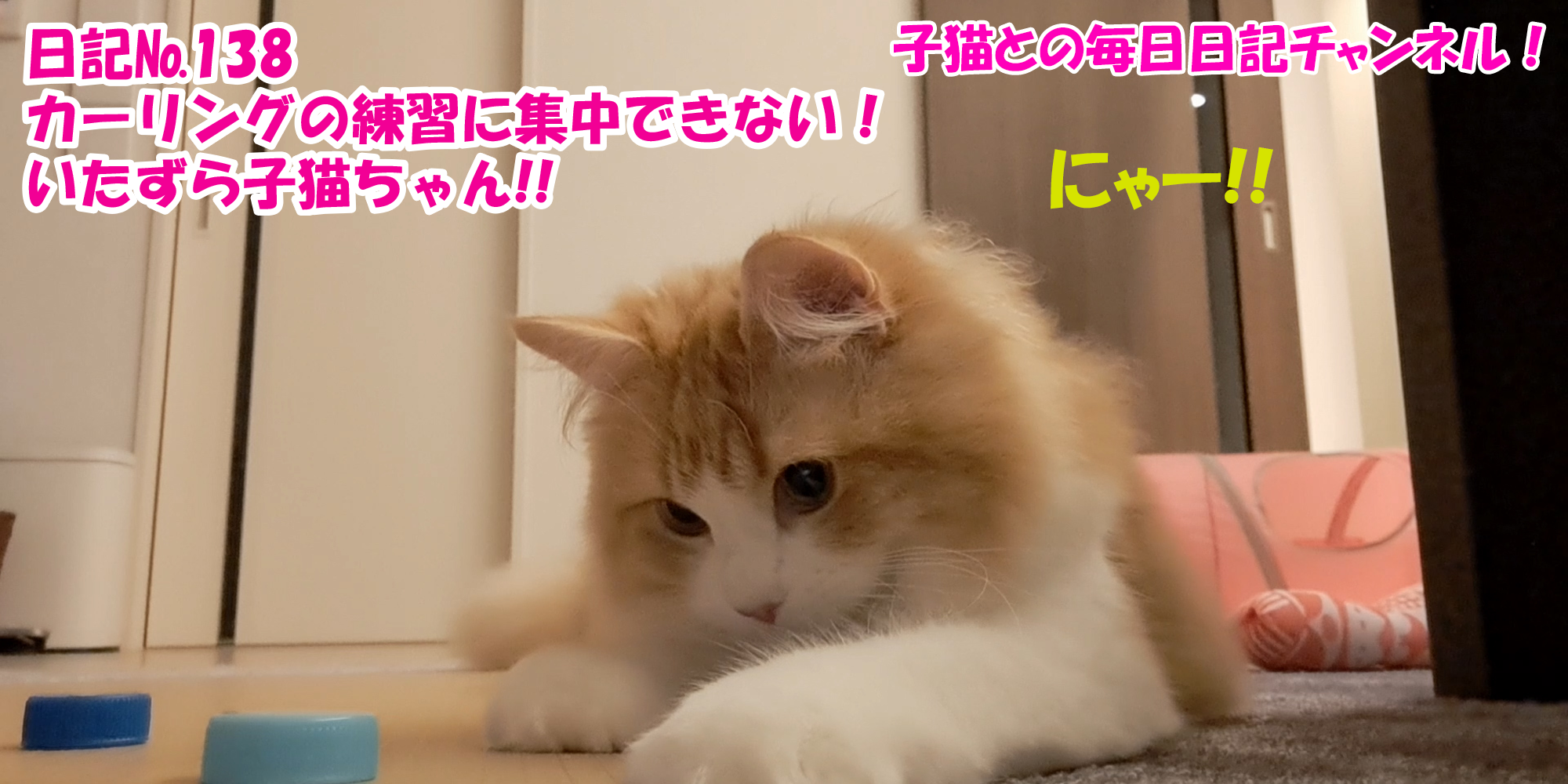 【ネコ】子猫との毎日日記チャンネル！～マロンくん～こねこ日記№138カーリングに集中できない！いたずら子猫ちゃん！！