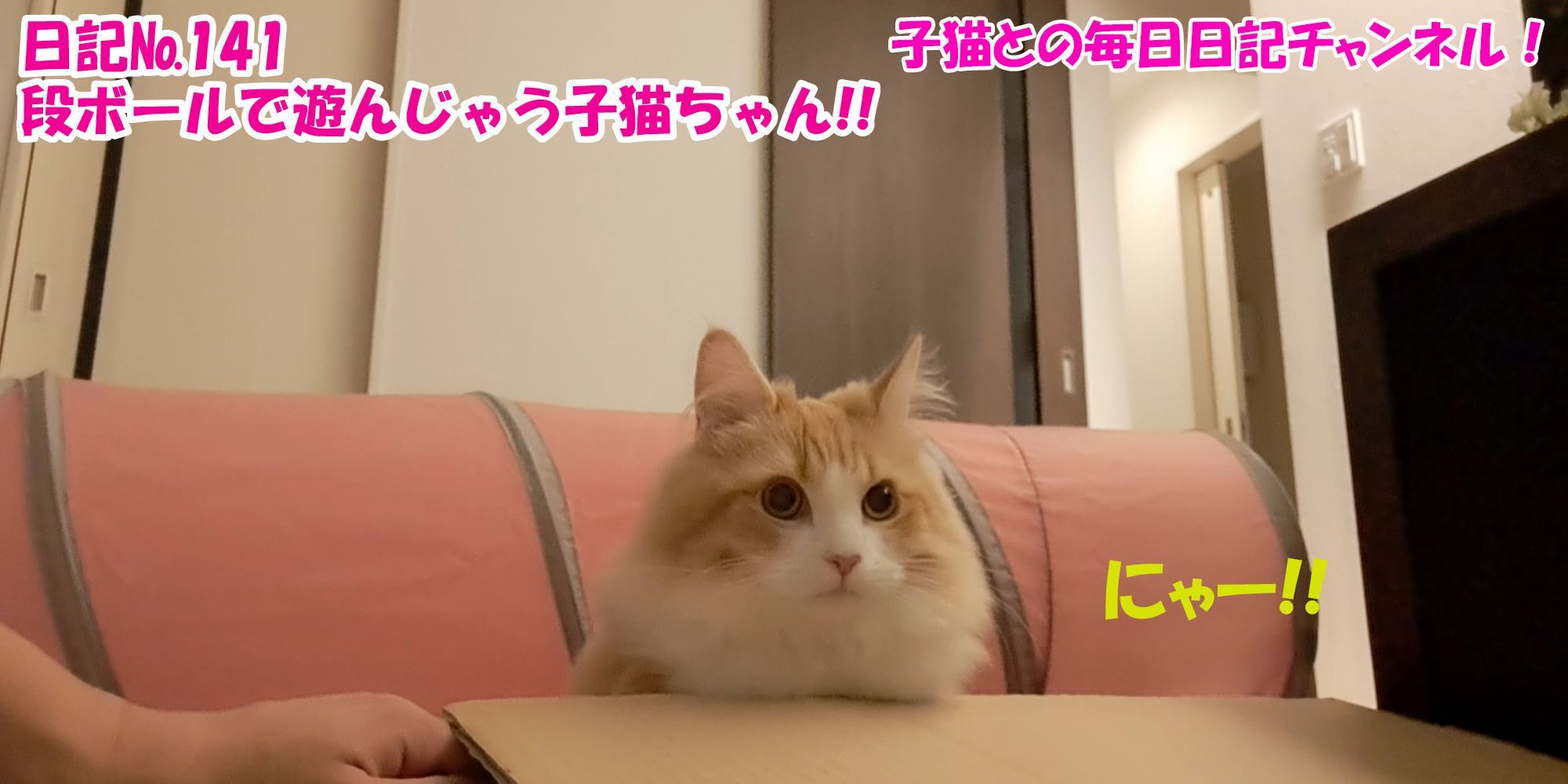 【ネコ】子猫との毎日日記チャンネル！～マロンくん～こねこ日記№141段ボールで遊んじゃう子猫ちゃん！！