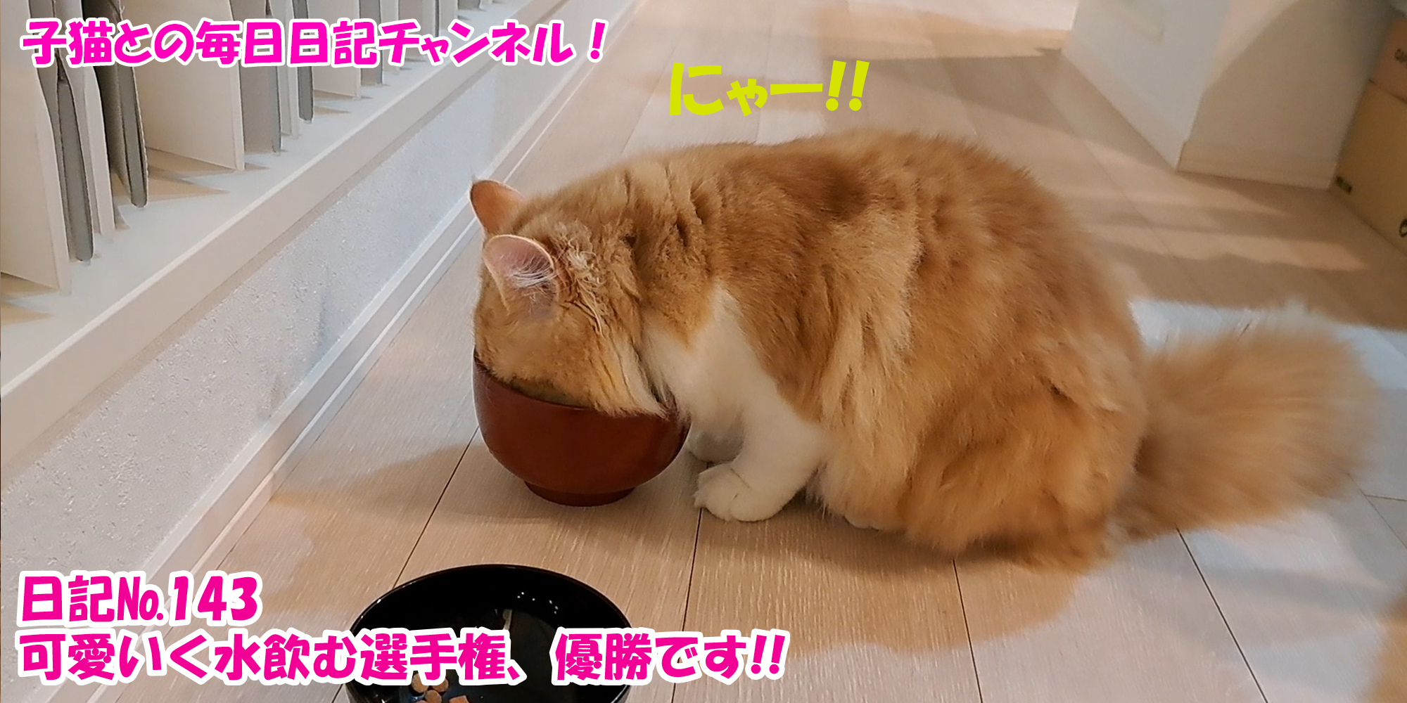 【ネコ】子猫との毎日日記チャンネル！～マロンくん～こねこ日記№143可愛いく水を飲む選手権、優勝です！！