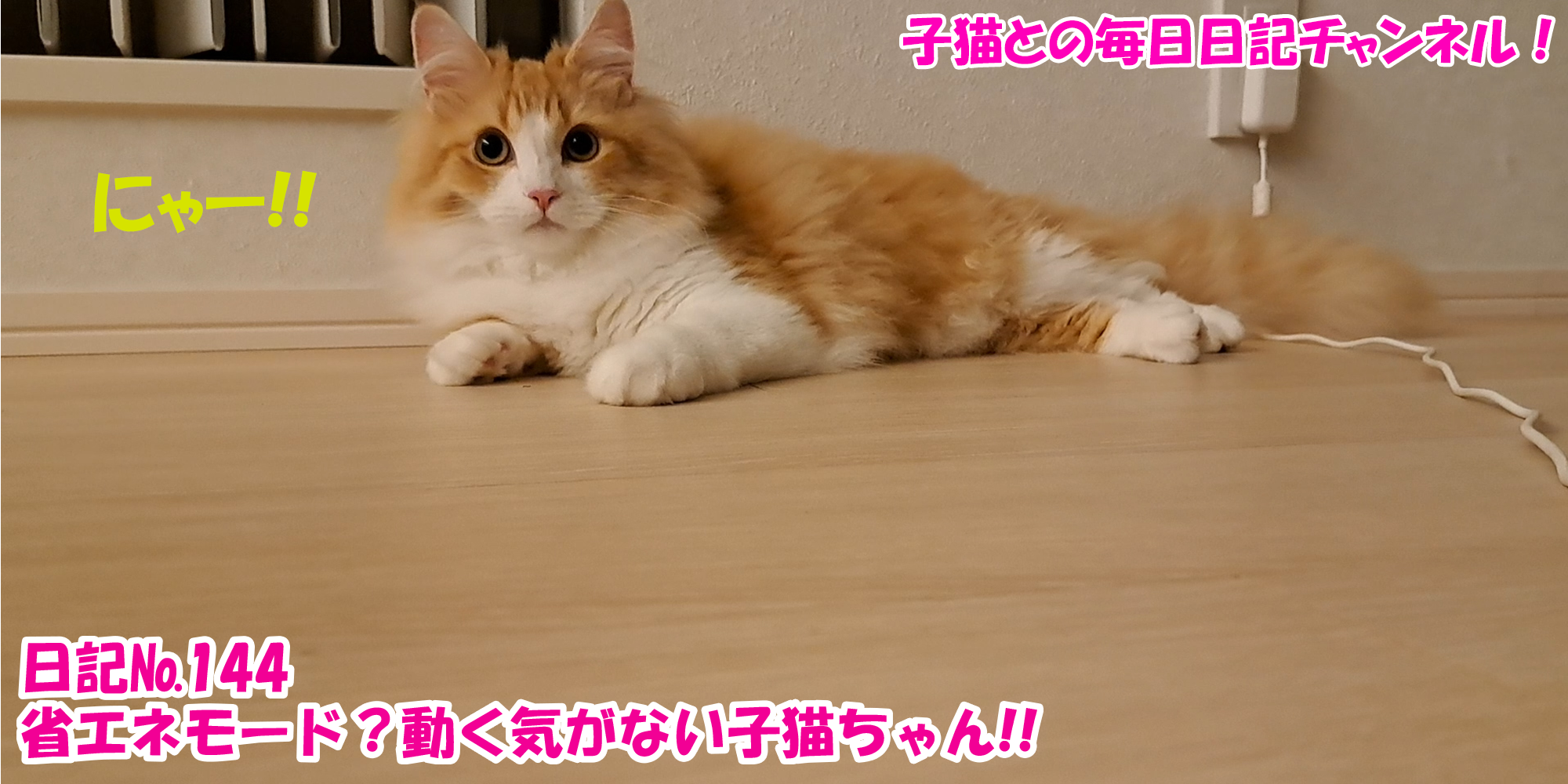 【ネコ】子猫との毎日日記チャンネル！～マロンくん～こねこ日記№205省エネモード？動く気がない子猫ちゃん！！