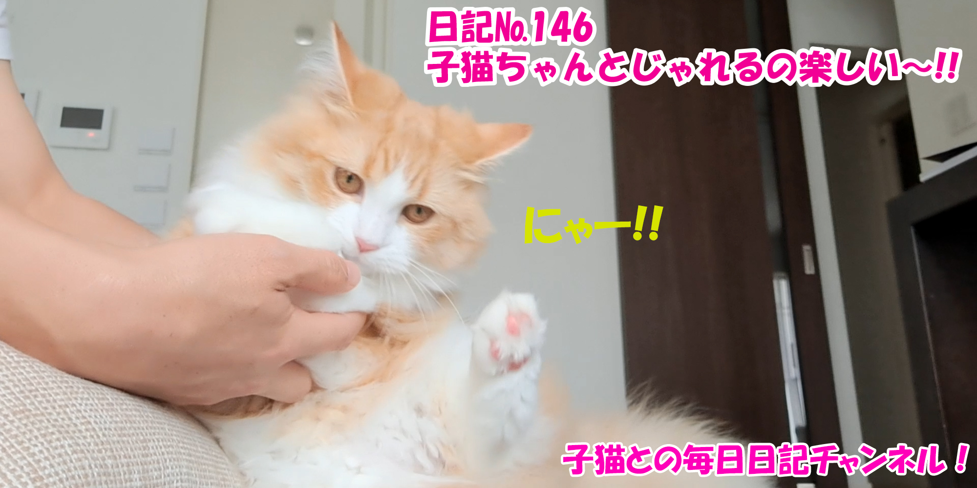 【ネコ】子猫との毎日日記チャンネル！～マロンくん～こねこ日記№146子猫ちゃんとじゃれるの楽しい！！