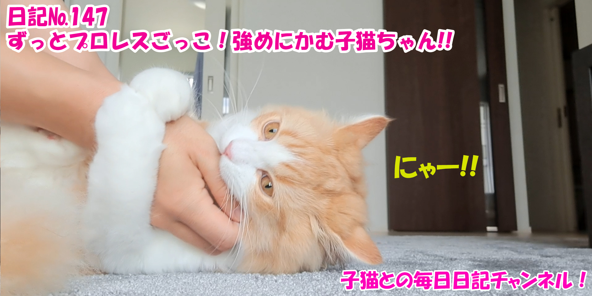 【ネコ】子猫との毎日日記チャンネル！～マロンくん～こねこ日記№147ずっとプロレスごっこ！強めにかむ子猫ちゃん！！