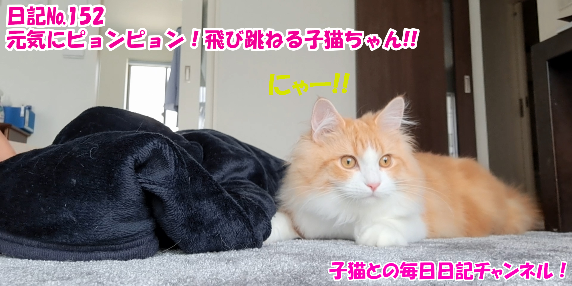 【ネコ】子猫との毎日日記チャンネル！～マロンくん～こねこ日記№152元気にピョンピョン！飛び跳ねる子猫ちゃん！！