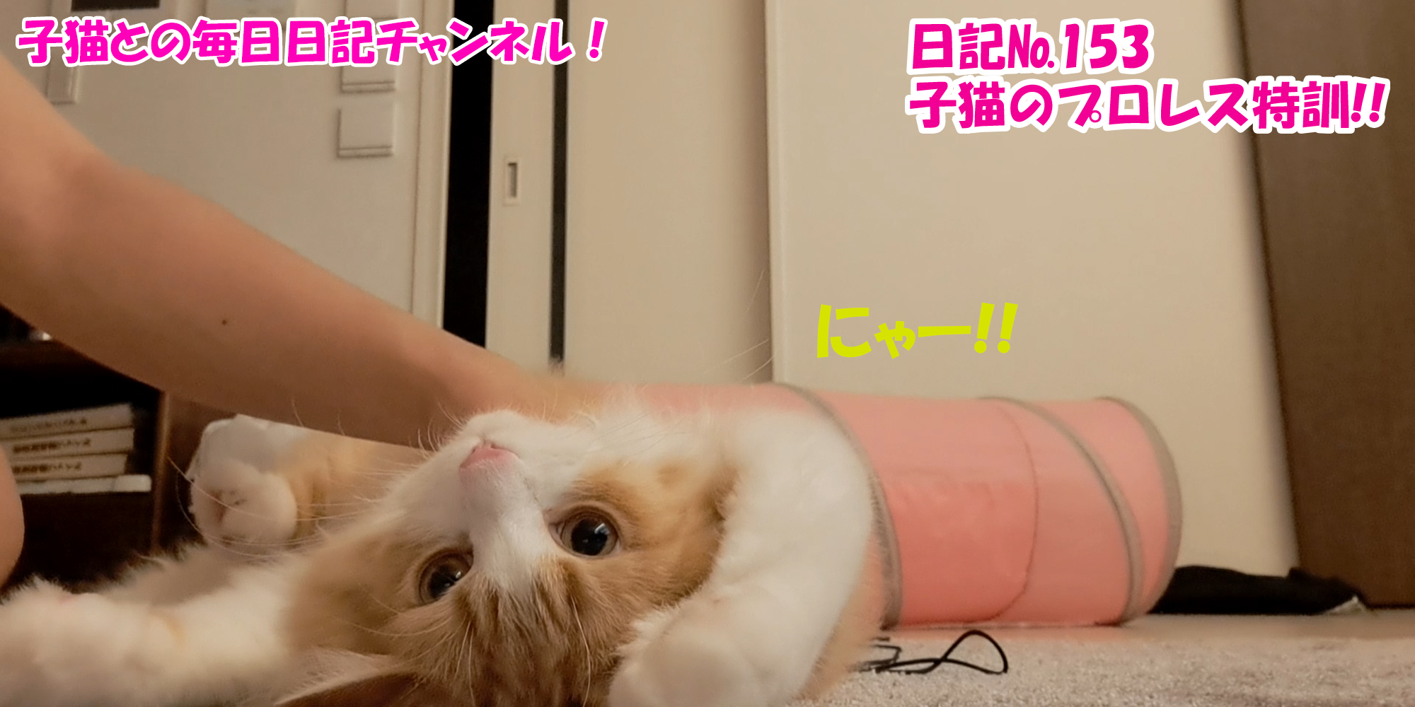 【ネコ】子猫との毎日日記チャンネル！～マロンくん～こねこ日記№153子猫のプロレス特訓！！