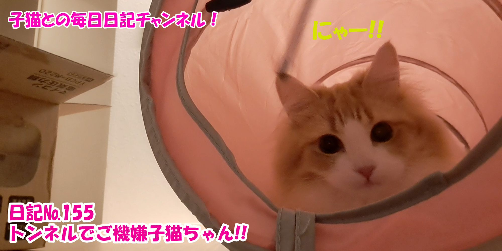 【ネコ】子猫との毎日日記チャンネル！～マロンくん～こねこ日記№155トンネルでご機嫌子猫ちゃん！！