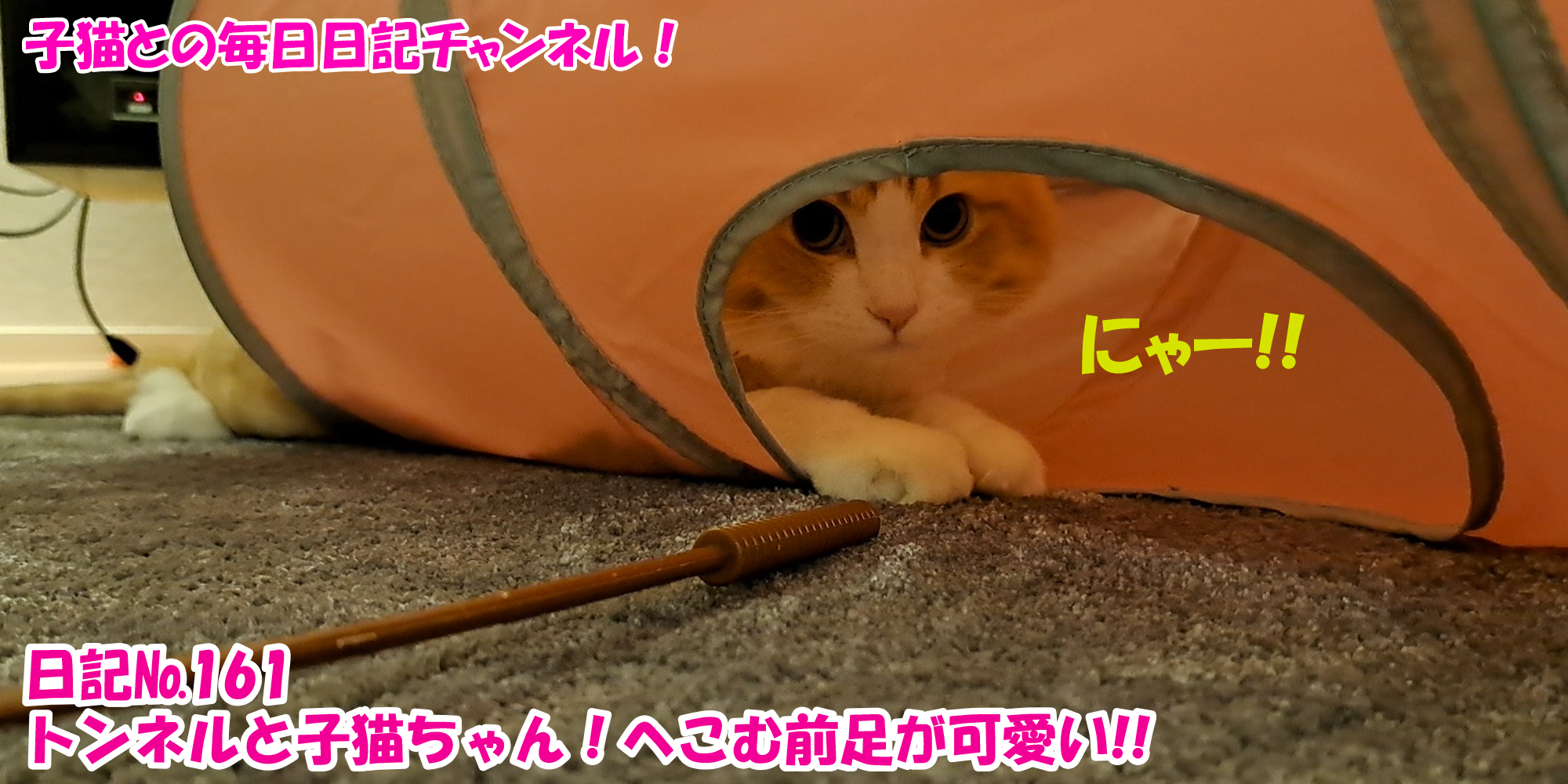 【ネコ】子猫との毎日日記チャンネル！～マロンくん～こねこ日記№161トンネルと子猫ちゃん！へこむ前足が可愛い！！