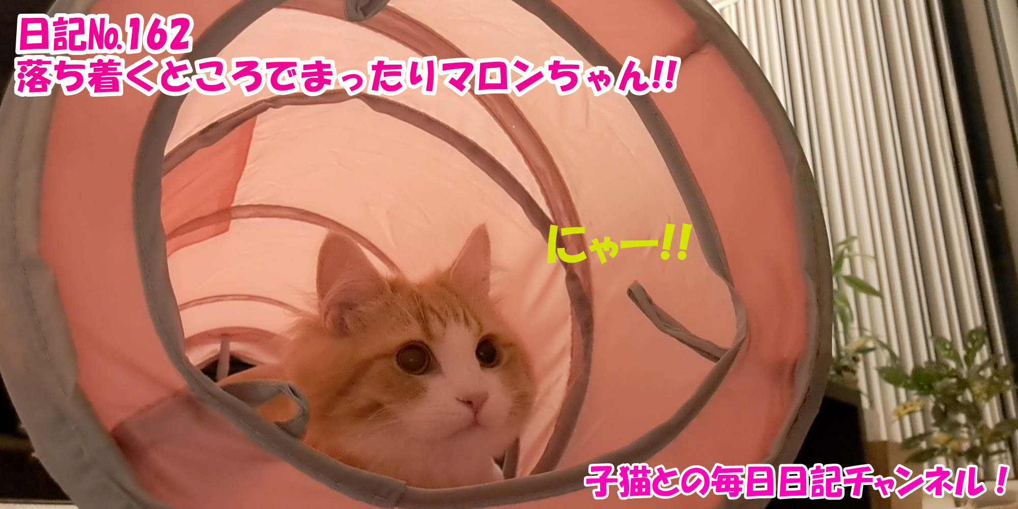 【ネコ】子猫との毎日日記チャンネル！～マロンくん～こねこ日記№162落ち着くところでまったりマロンちゃん！！