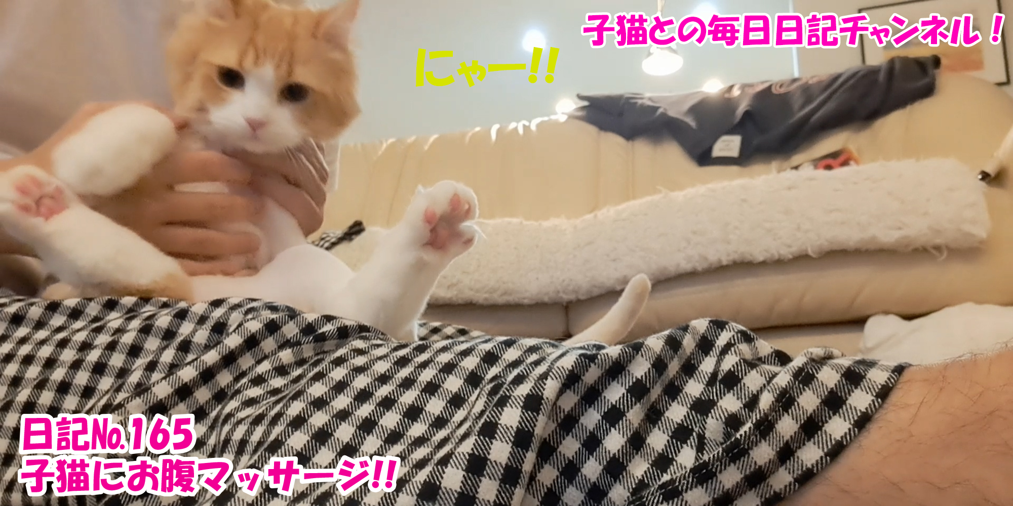 【ネコ】子猫との毎日日記チャンネル！～マロンくん～こねこ日記№165子猫にお腹マッサージ！！