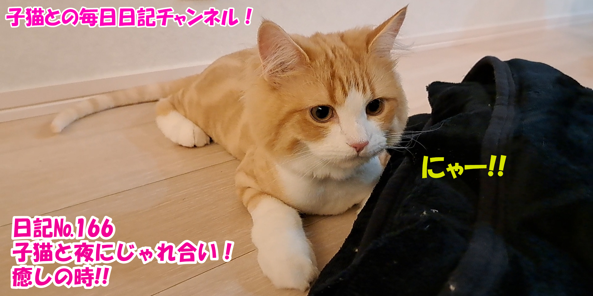 【ネコ】子猫との毎日日記チャンネル！～マロンくん～こねこ日記№166子猫と夜にじゃれ合い！癒しの時！！