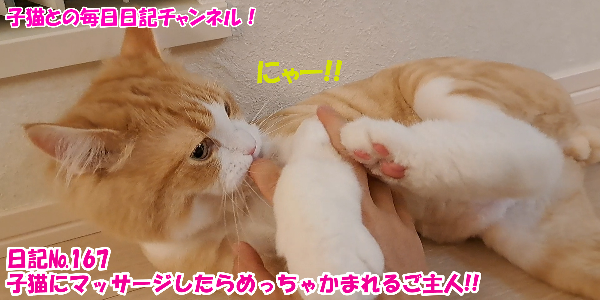 【ネコ】子猫との毎日日記チャンネル！～マロンくん～こねこ日記№167子猫にマッサージしたらめっちゃかまれるご主人！！