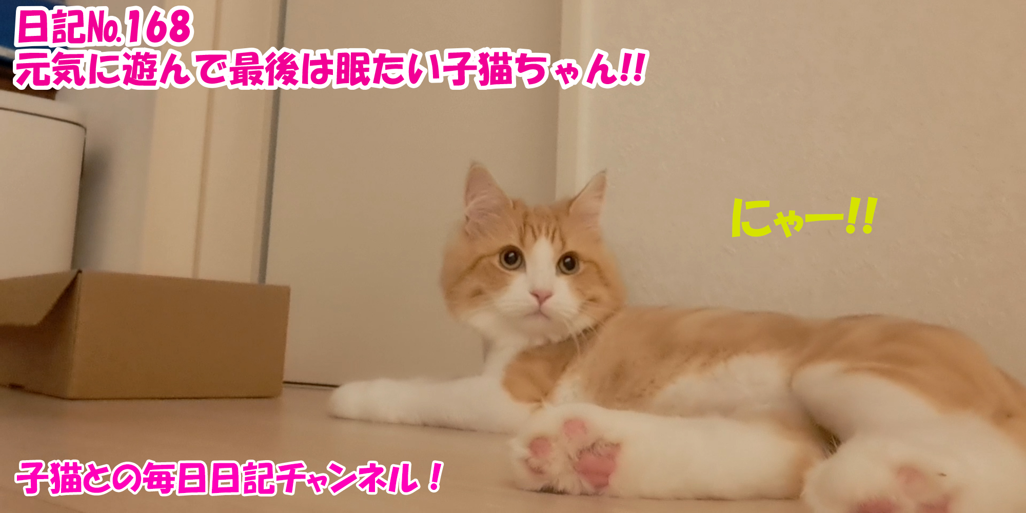 【ネコ】子猫との毎日日記チャンネル！～マロンくん～こねこ日記№168元気に遊んで最後は眠たい子猫ちゃん！！