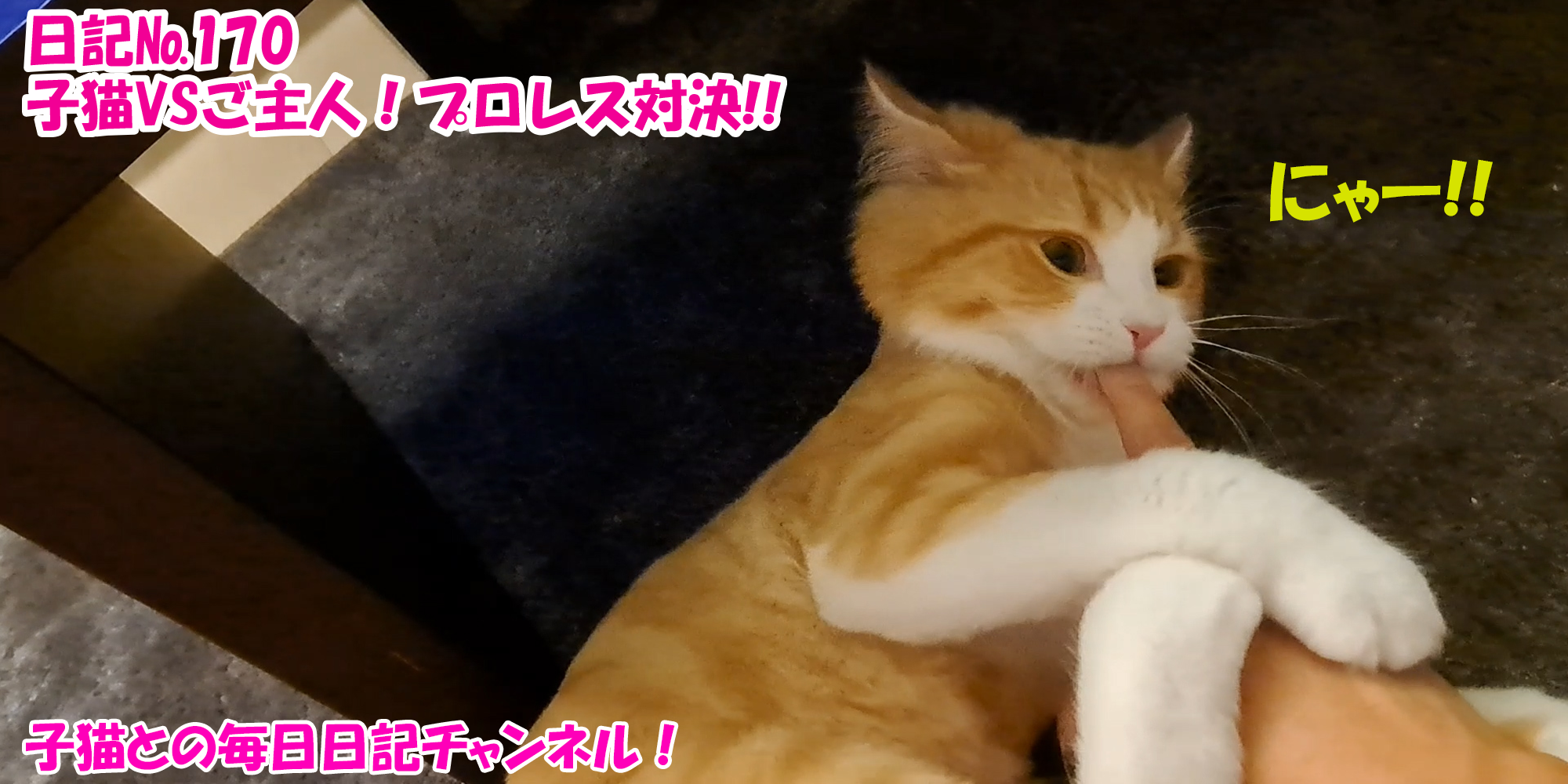 【ネコ】子猫との毎日日記チャンネル！～マロンくん～こねこ日記№170子猫VSご主人！プロレス対決！！