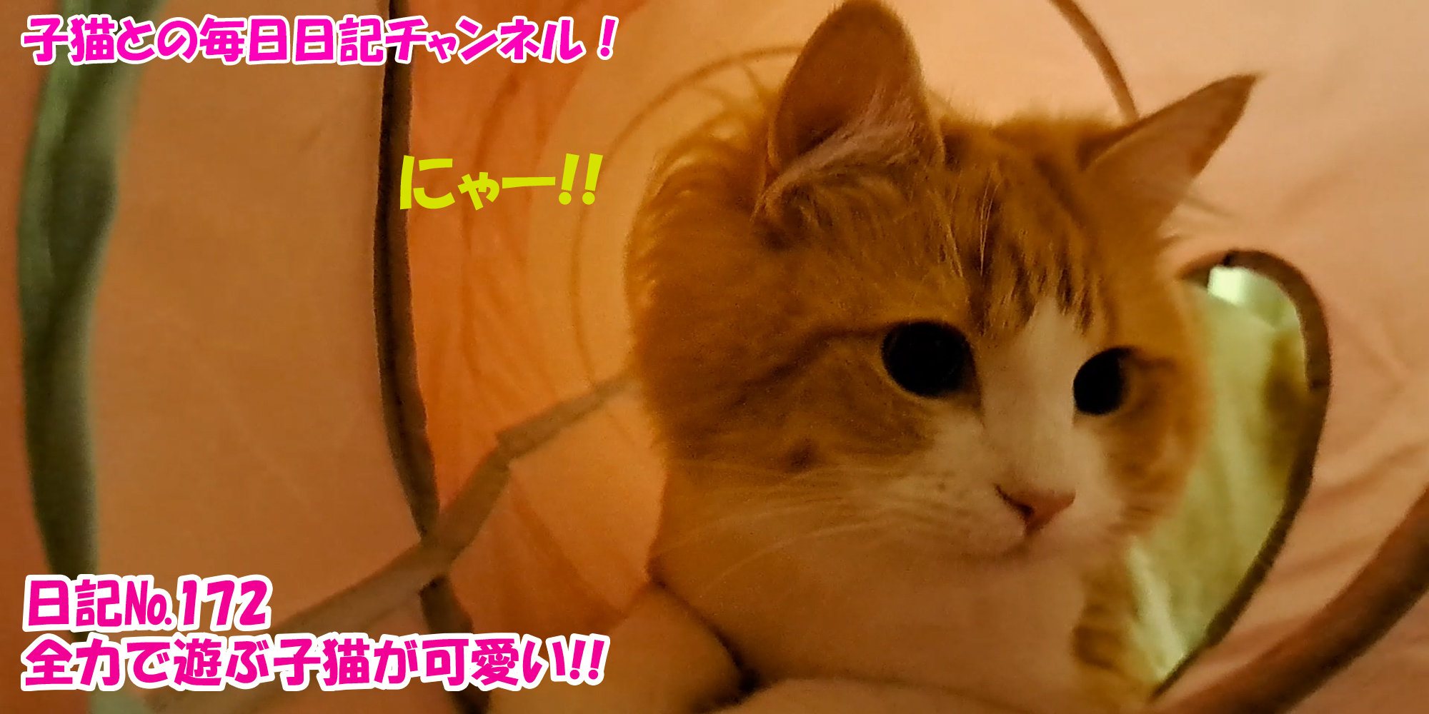 【ネコ】子猫との毎日日記チャンネル！～マロンくん～こねこ日記№172全力で遊ぶ子猫が可愛い！！