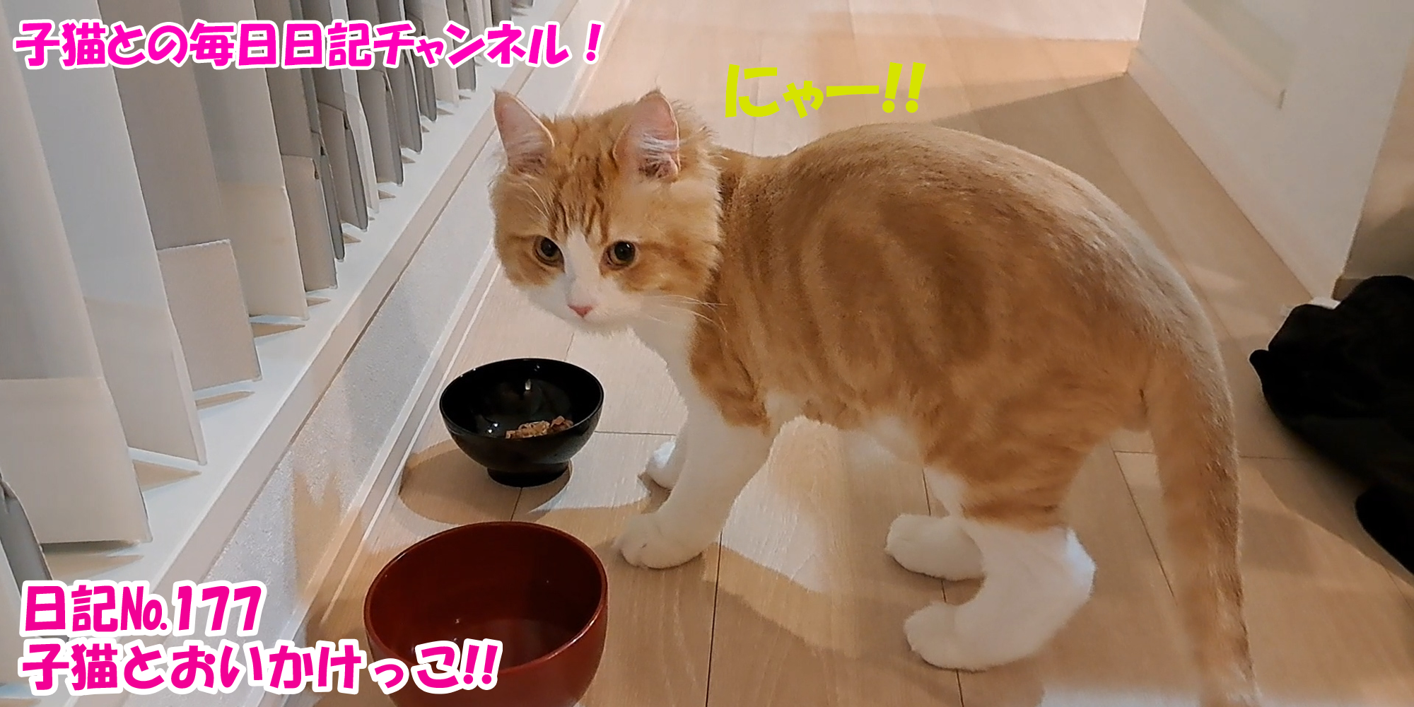 【ネコ】子猫との毎日日記チャンネル！～マロンくん～こねこ日記№177子猫とおいかけっこ！！