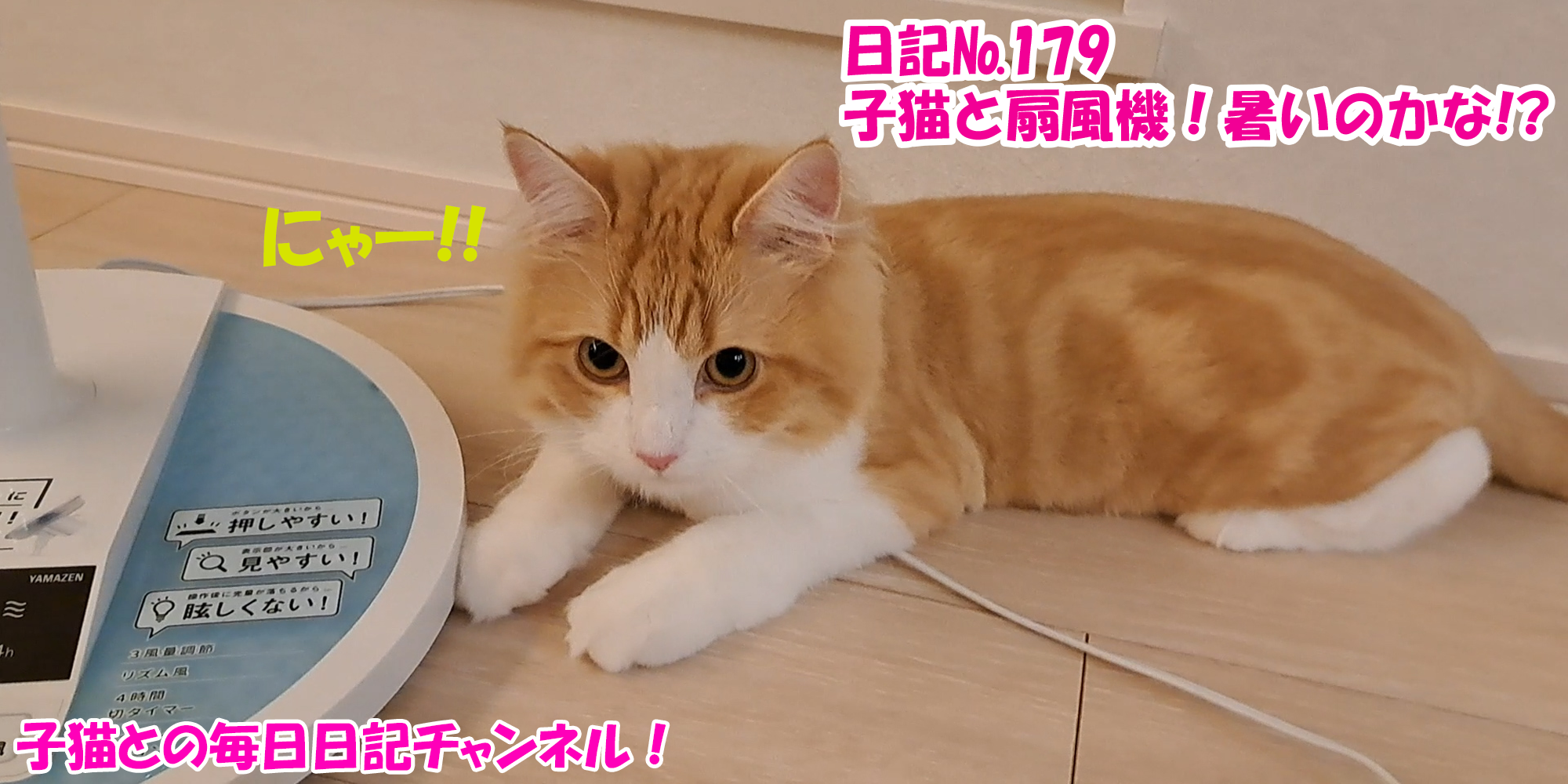 【ネコ】子猫との毎日日記チャンネル！～マロンくん～こねこ日記№179子猫と扇風機！暑いのかな！？