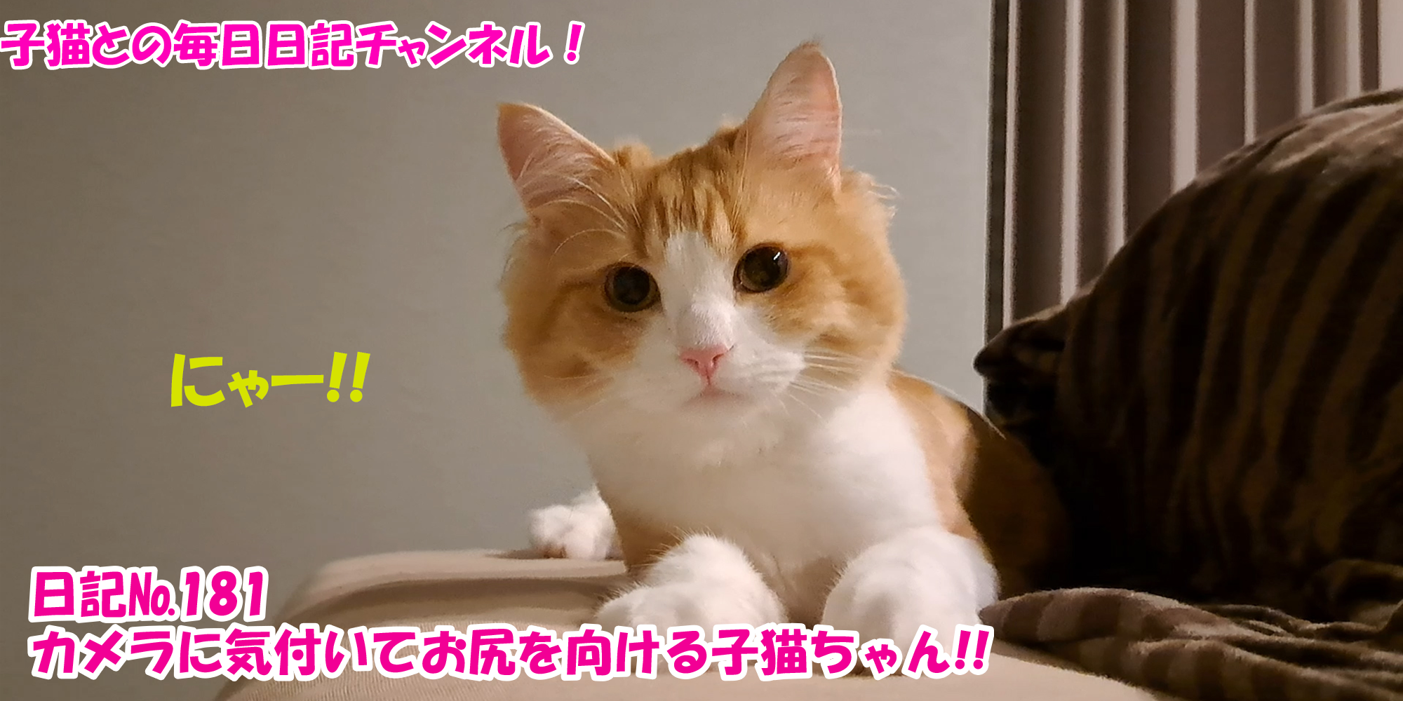 【ネコ】子猫との毎日日記チャンネル！～マロンくん～こねこ日記№181カメラに気付いてお尻を向ける子猫ちゃん！！