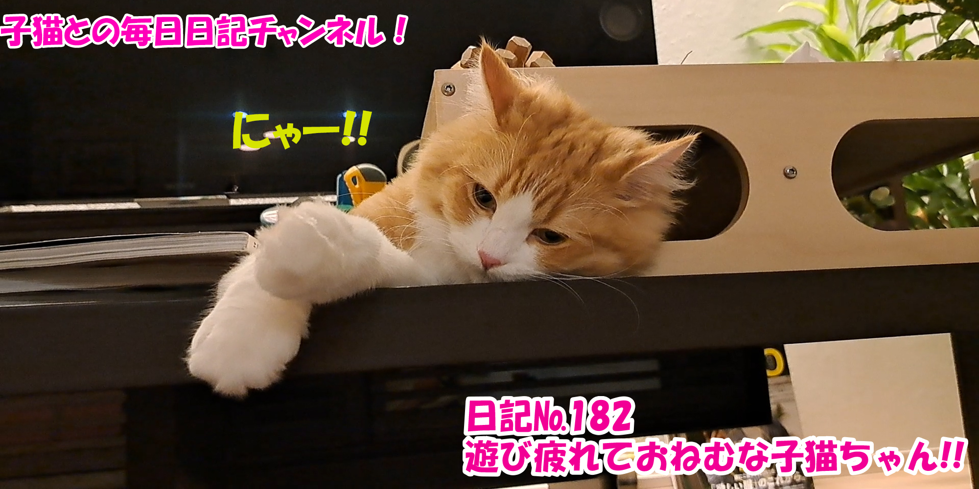 【ネコ】子猫との毎日日記チャンネル！～マロンくん～こねこ日記№182遊び疲れておねむな子猫ちゃん！！