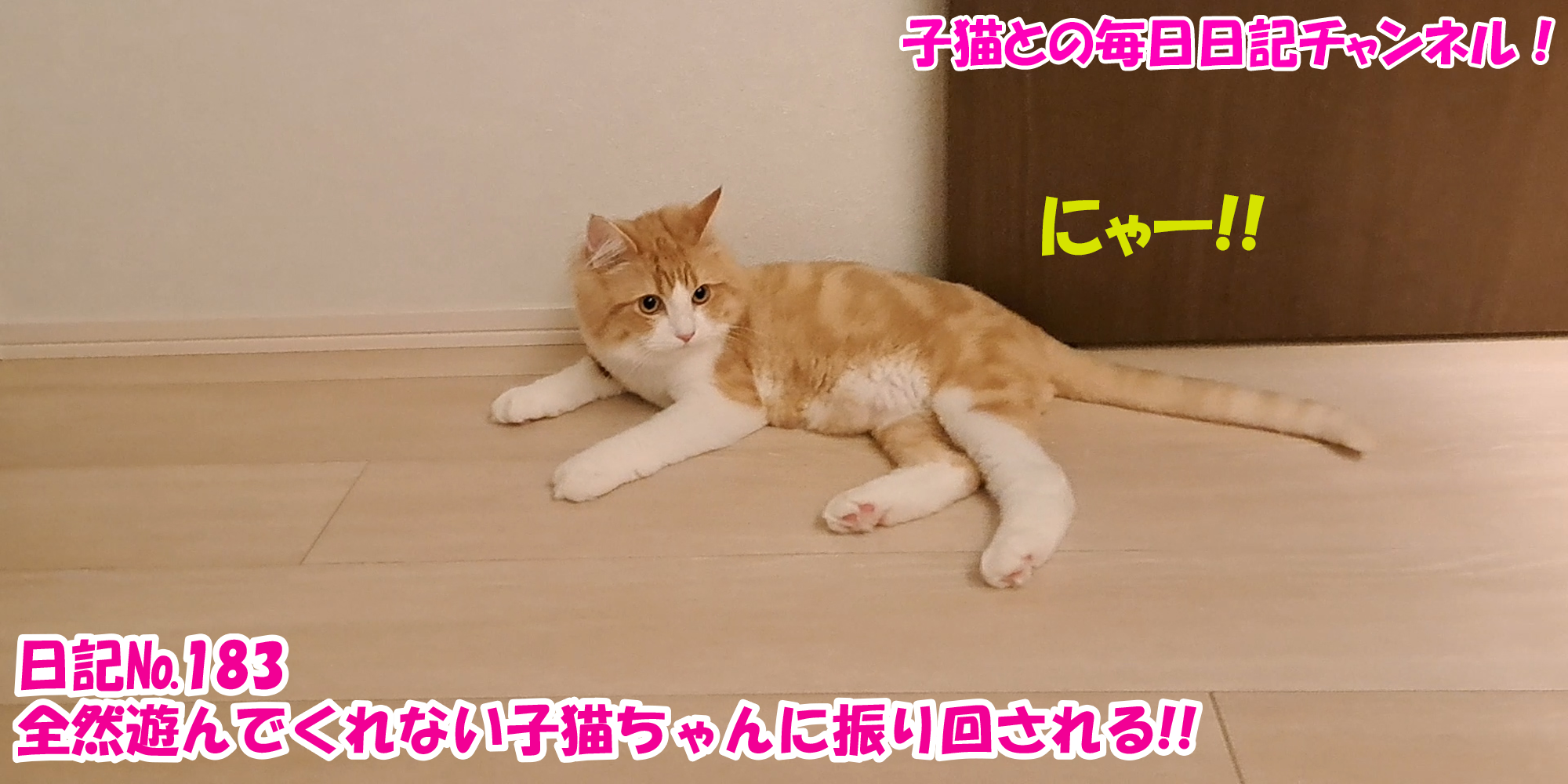 【ネコ】子猫との毎日日記チャンネル！～マロンくん～こねこ日記№183全然遊んでくれない子猫ちゃんに振り回される！！