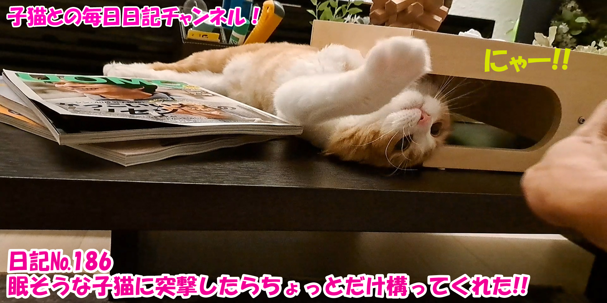 【ネコ】子猫との毎日日記チャンネル！～マロンくん～こねこ日記№186眠そうな子猫に突撃したらちょっとだけ構ってくれた！！