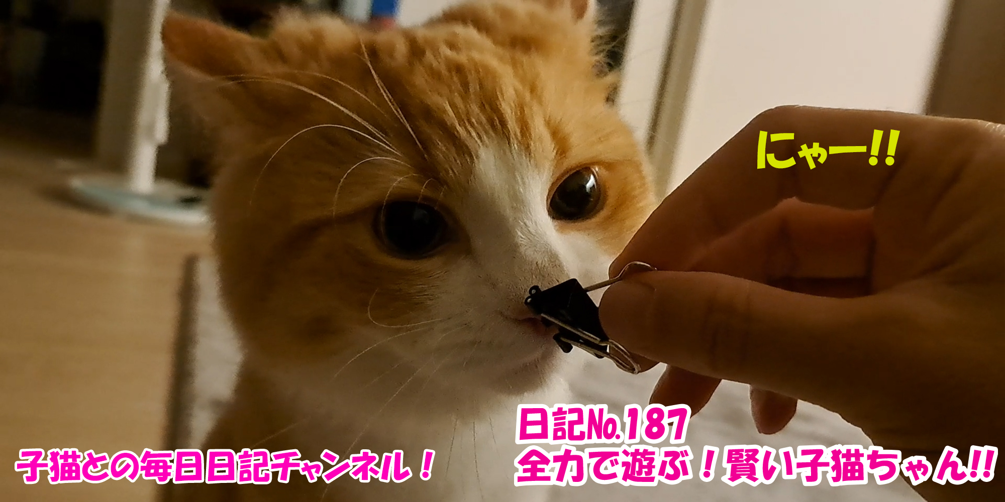 【ネコ】子猫との毎日日記チャンネル！～マロンくん～こねこ日記№187全力で遊ぶ！賢い子猫ちゃん！！