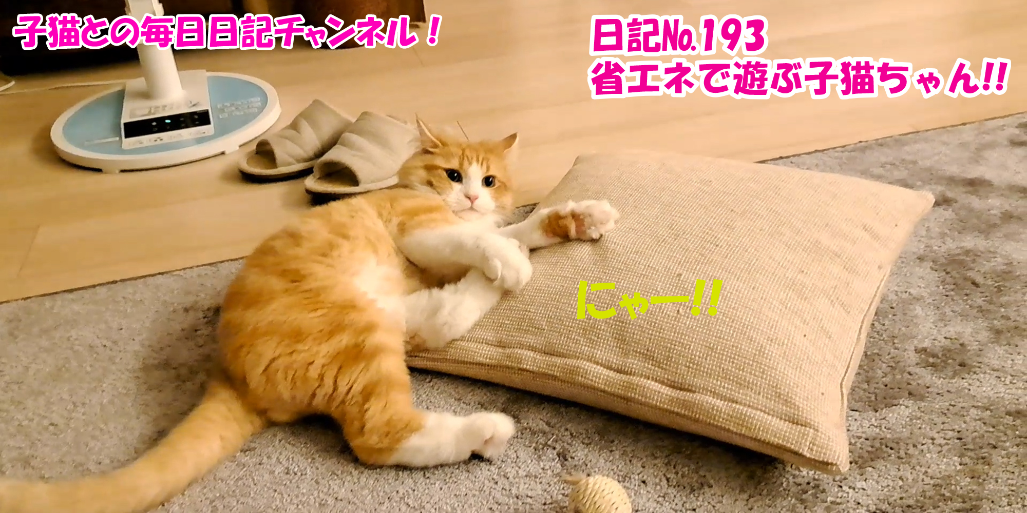 【ネコ】子猫との毎日日記チャンネル！～マロンくん～こねこ日記№193省エネで遊ぶ子猫ちゃん！！