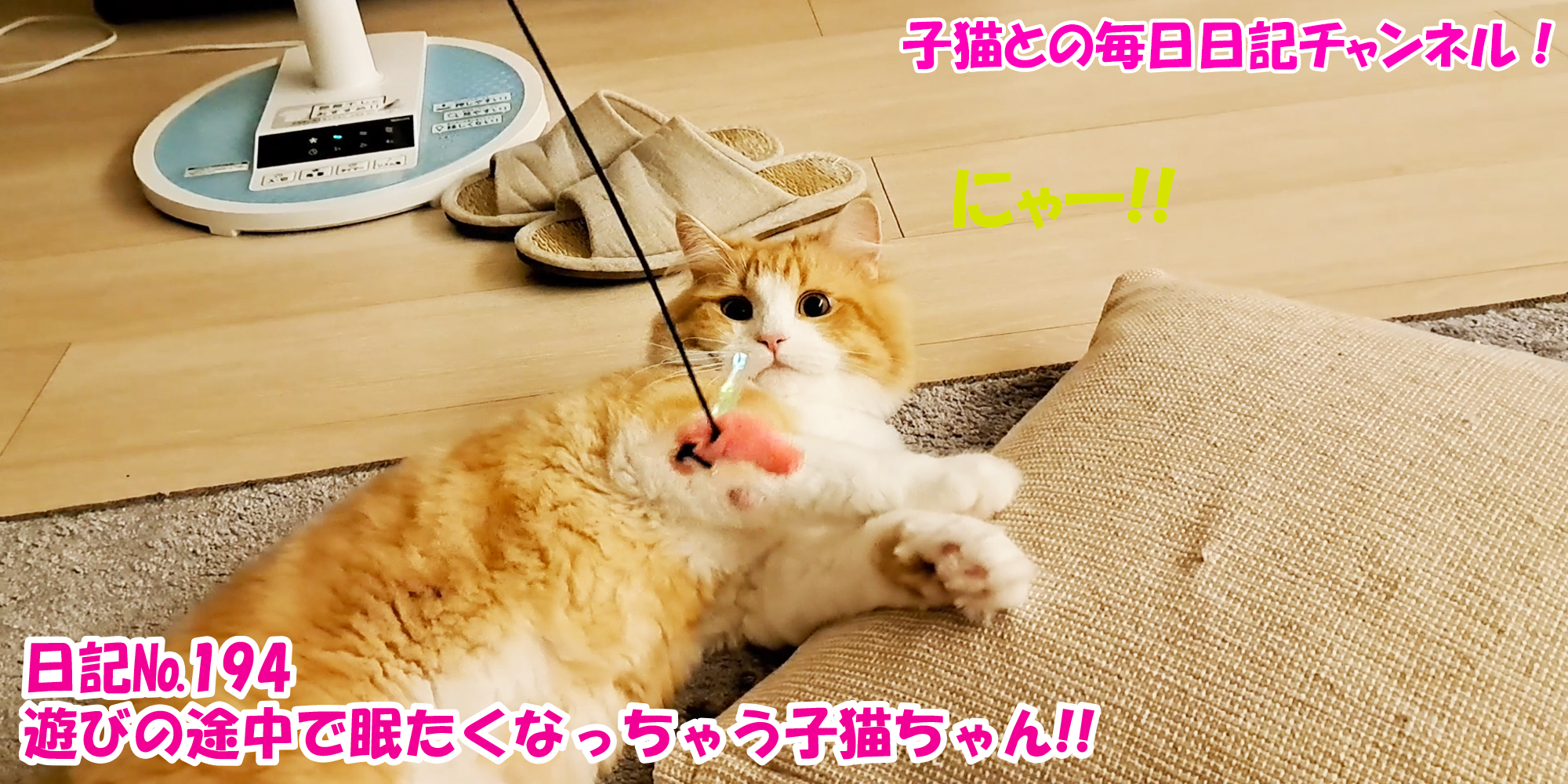 【ネコ】子猫との毎日日記チャンネル！～マロンくん～こねこ日記№194遊びの途中眠たくなっちゃう子猫ちゃん！！