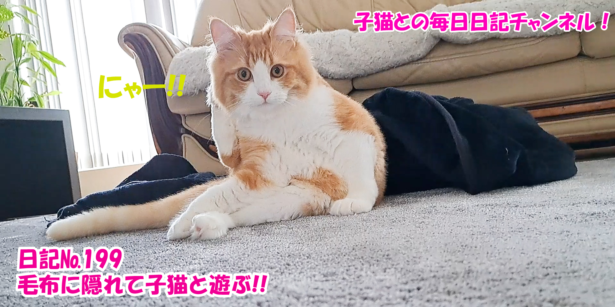 【ネコ】子猫との毎日日記チャンネル！～マロンくん～こねこ日記№199毛布に隠れて子猫と遊ぶ！！