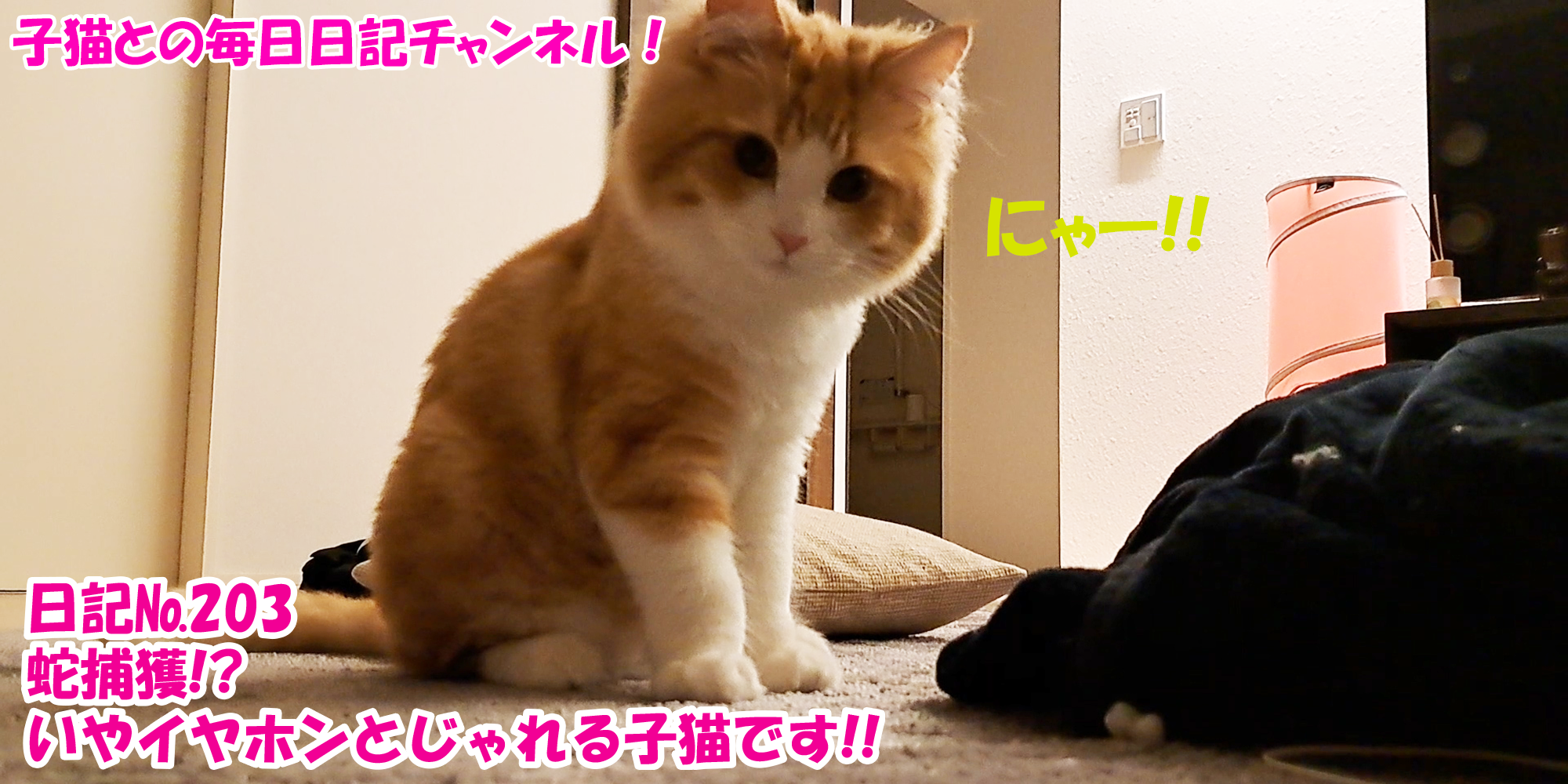 【ネコ】子猫との毎日日記チャンネル！～マロンくん～こねこ日記№203蛇捕獲！？いやイヤホンとじゃれる子猫です！！