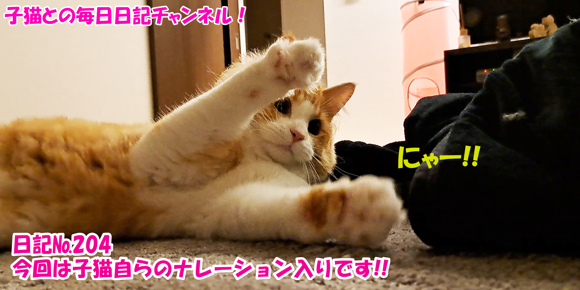 【ネコ】子猫との毎日日記チャンネル！～マロンくん～こねこ日記№204今回は子猫自らのナレーション入りです！！