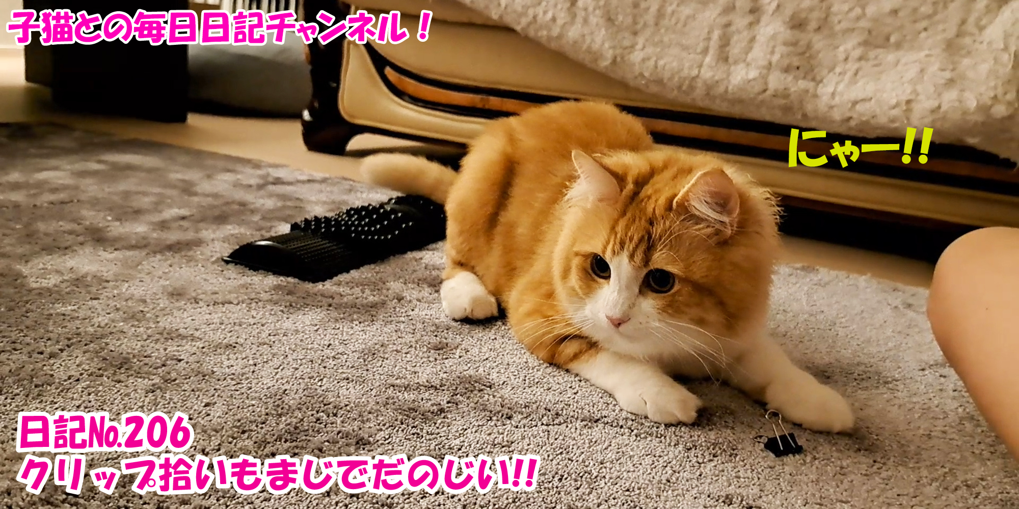 【ネコ】子猫との毎日日記チャンネル！～マロンくん～こねこ日記№206クリップ拾いもまじでだのじい！！