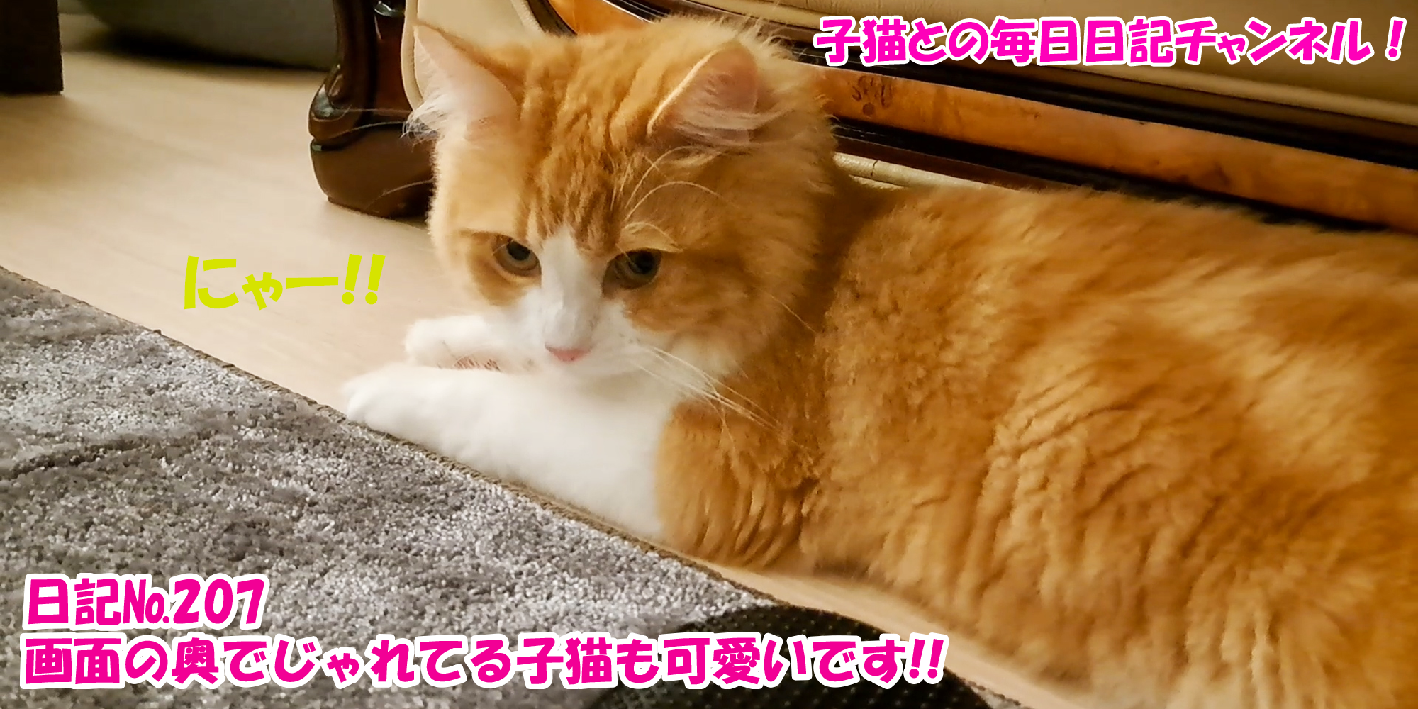 【ネコ】子猫との毎日日記チャンネル！～マロンくん～こねこ日記№207画面の奥でじゃれてる子猫も可愛いです！！