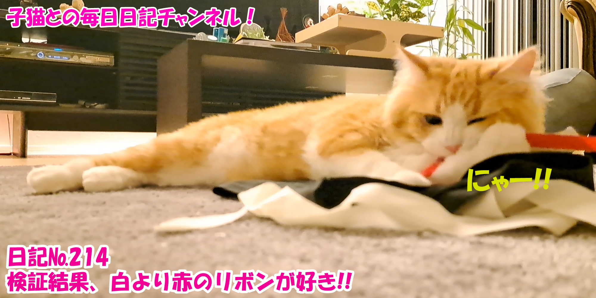 【ネコ】子猫との毎日日記チャンネル！～マロンくん～こねこ日記№214お膝でゴロゴロ！子猫に癒されすぎる！！