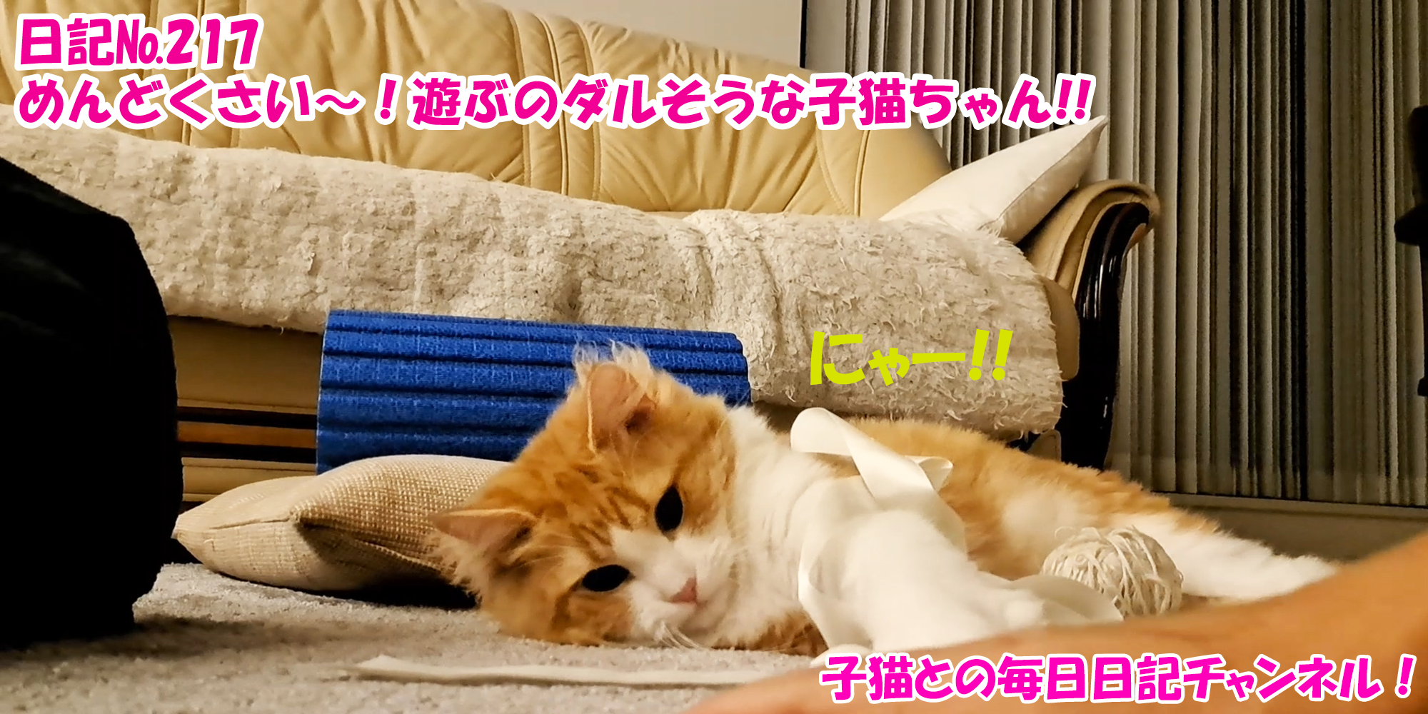 【ネコ】子猫との毎日日記チャンネル！～マロンくん～こねこ日記№217めんどくさい～！遊ぶのダルそうな子猫ちゃん！！