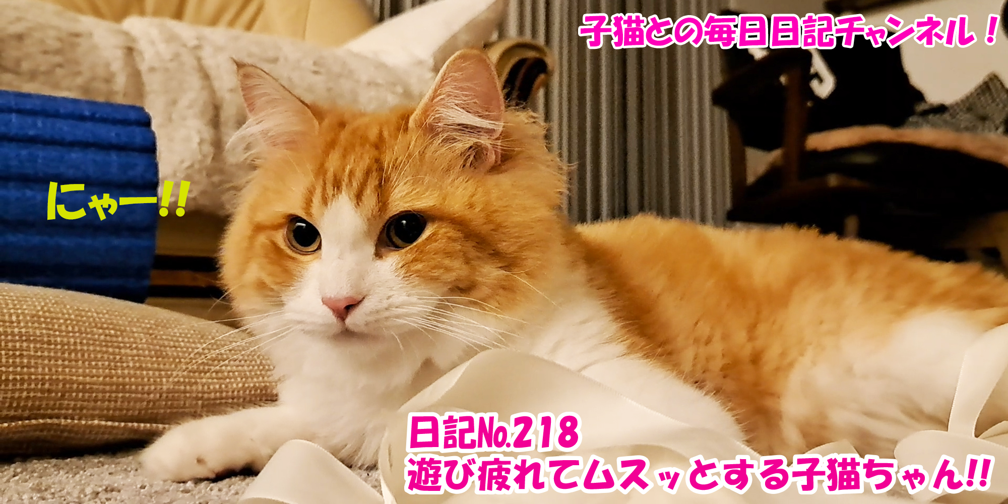 【ネコ】子猫との毎日日記チャンネル！～マロンくん～こねこ日記№218遊び疲れてムスッとする子猫ちゃん！！