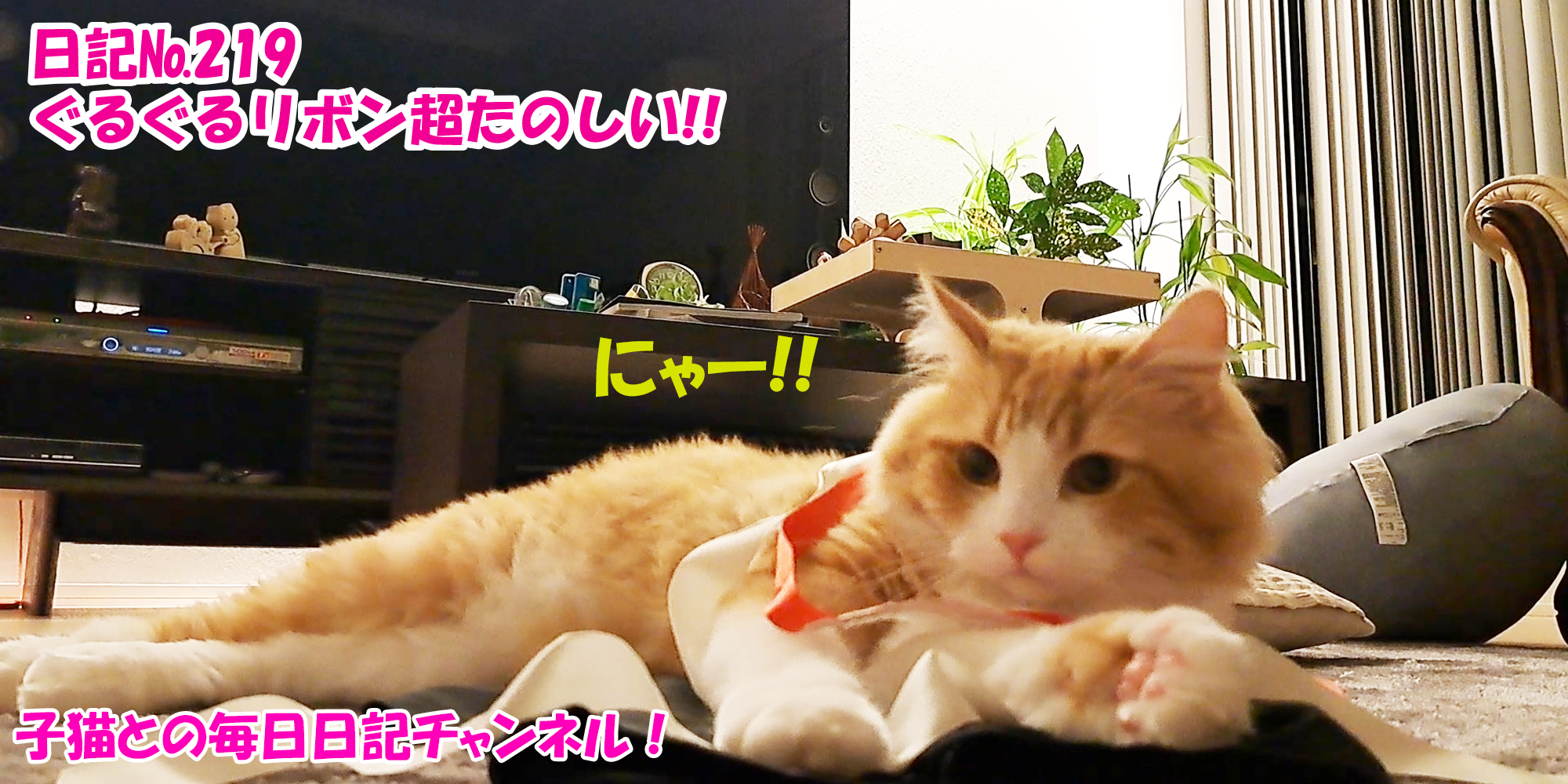 【ネコ】子猫との毎日日記チャンネル！～マロンくん～こねこ日記№219ぐるぐるリボン超たのしい！