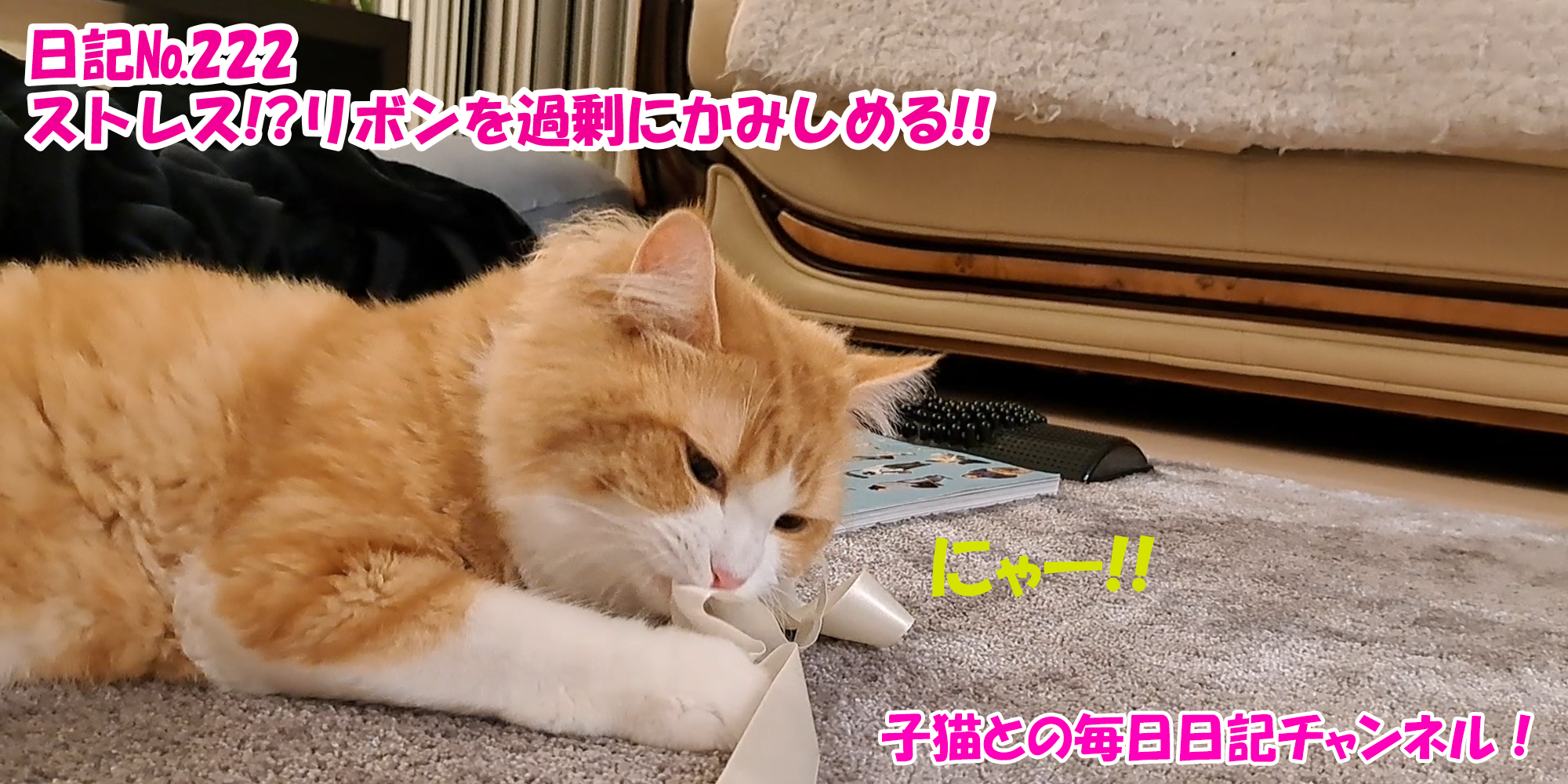 【ネコ】子猫との毎日日記チャンネル！～マロンくん～こねこ日記№222ストレス！？リボンを過剰にかみしめる！！