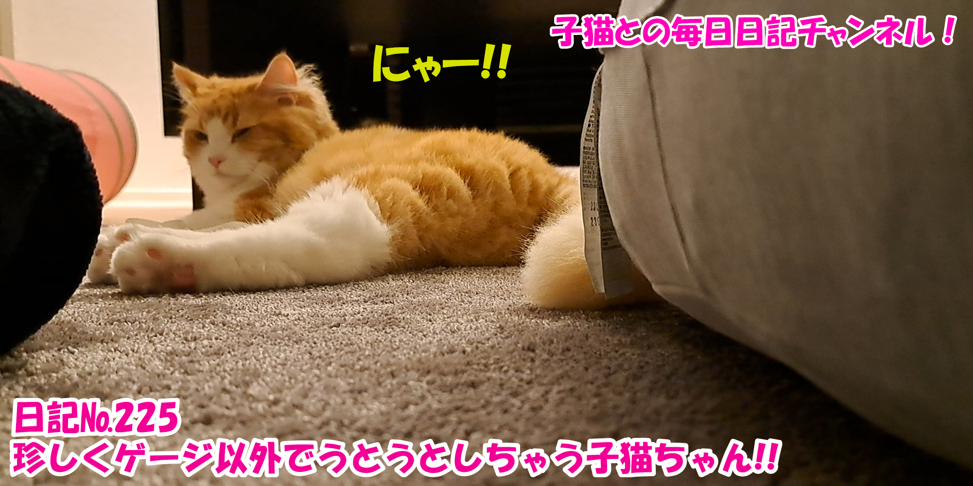 【ネコ】子猫との毎日日記チャンネル！～マロンくん～こねこ日記№225珍しくゲージ以外でうとうとしちゃう子猫ちゃん！！