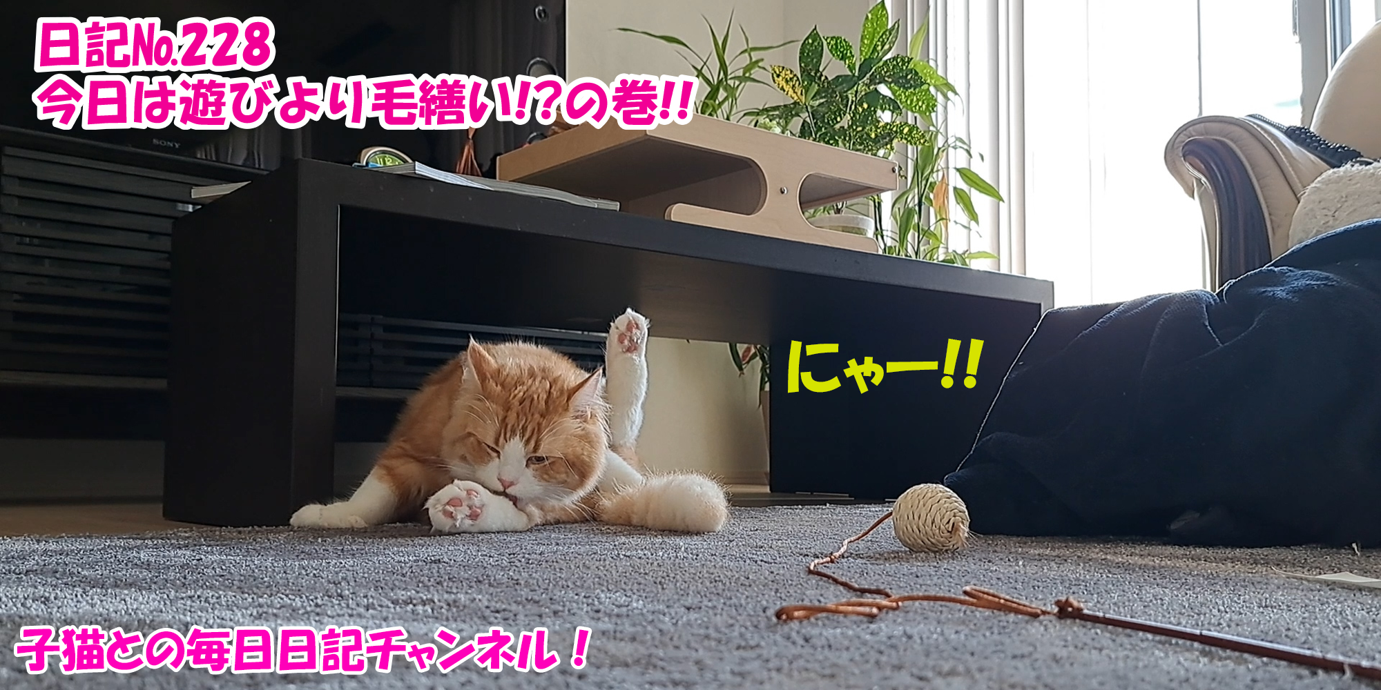 【ネコ】子猫との毎日日記チャンネル！～マロンくん～こねこ日記№228今日は遊びより毛繕い！？の巻！！