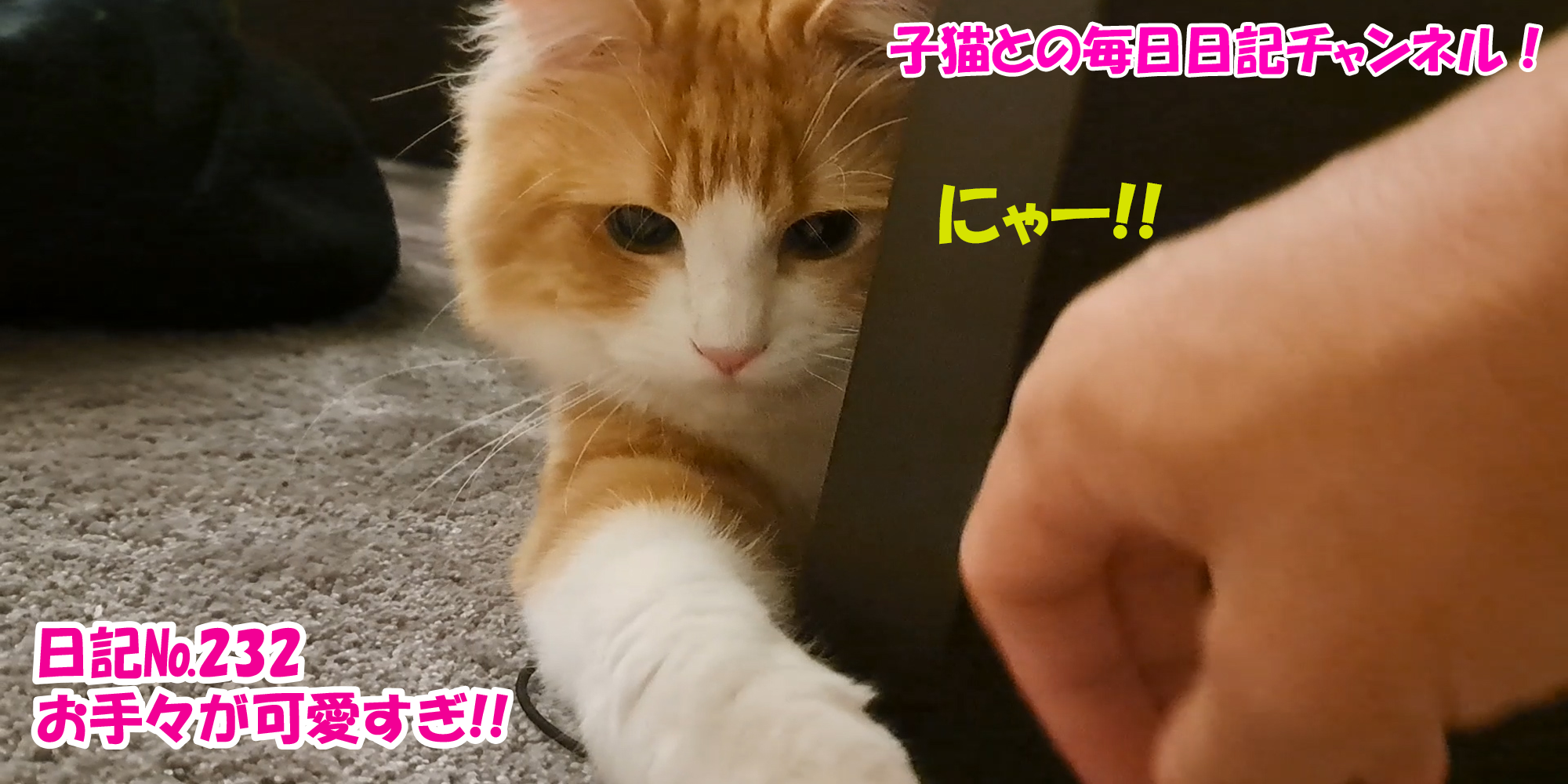 【ネコ】子猫との毎日日記チャンネル！～マロンくん～こねこ日記№232お手々が可愛すぎ！！