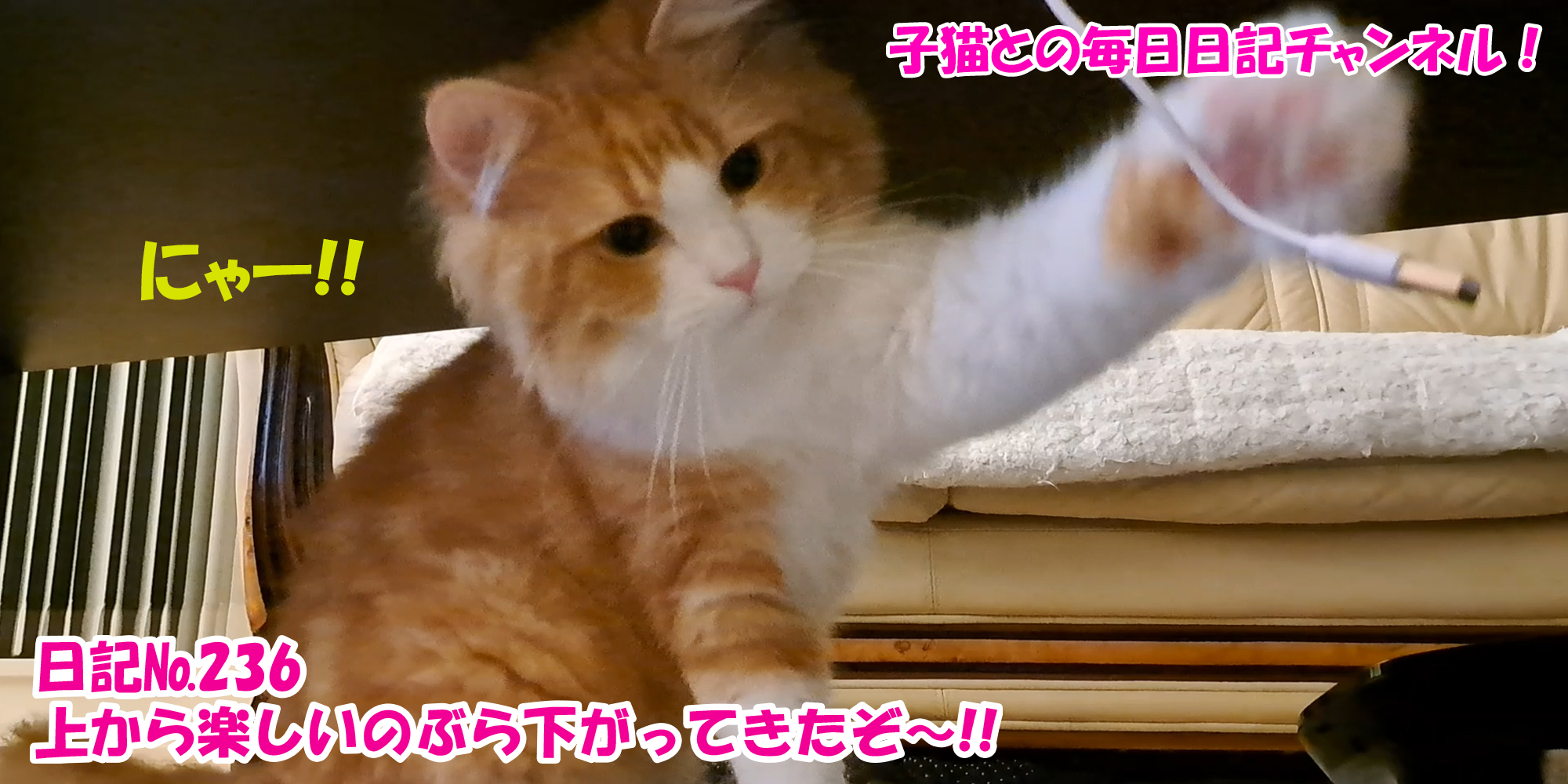 【ネコ】子猫との毎日日記チャンネル！～マロンくん～こねこ日記№236上から楽しいのぶら下がってきたぞ～！！