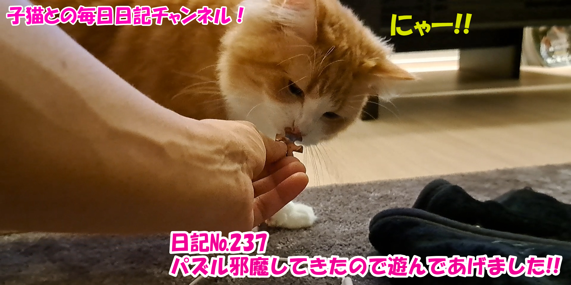 【ネコ】子猫との毎日日記チャンネル！～マロンくん～こねこ日記№237パズル邪魔してきたので遊んであげました！！