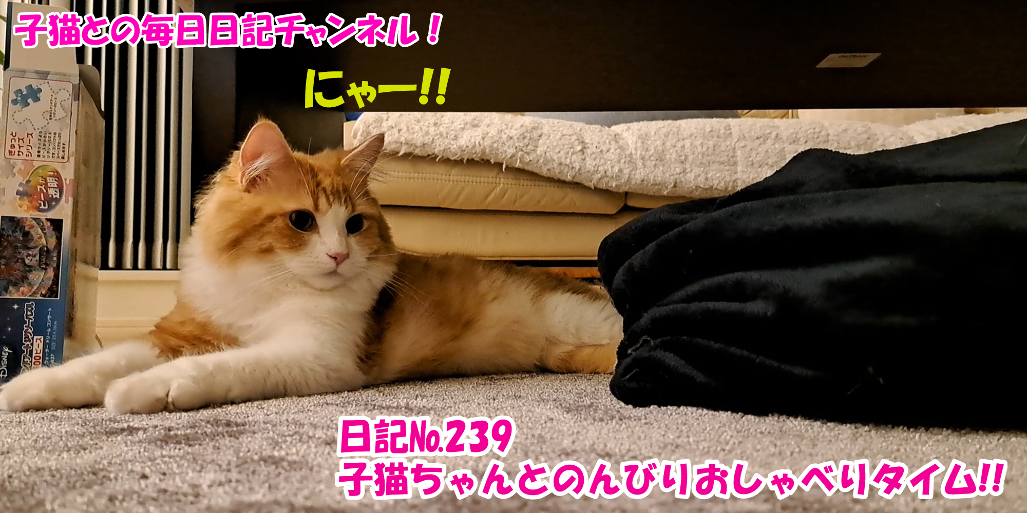 【ネコ】子猫との毎日日記チャンネル！～マロンくん～こねこ日記№239子猫ちゃんとのんびりおしゃべりタイム！！