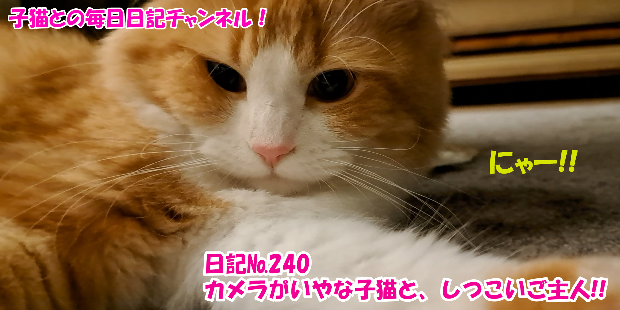 【ネコ】子猫との毎日日記チャンネル！～マロンくん～こねこ日記№240カメラがいやな子猫と、しつこいご主人！！