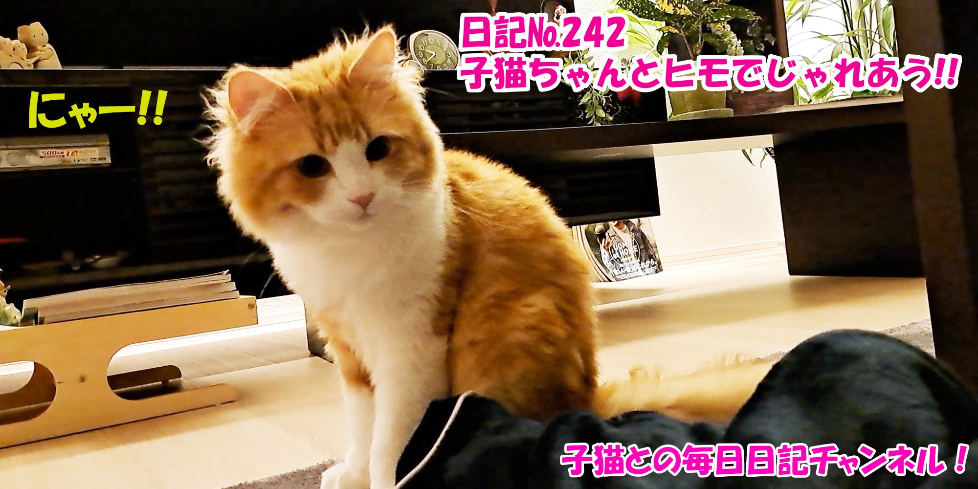 【ネコ】子猫との毎日日記チャンネル！～マロンくん～こねこ日記№242子猫ちゃんとヒモでじゃれあう！！